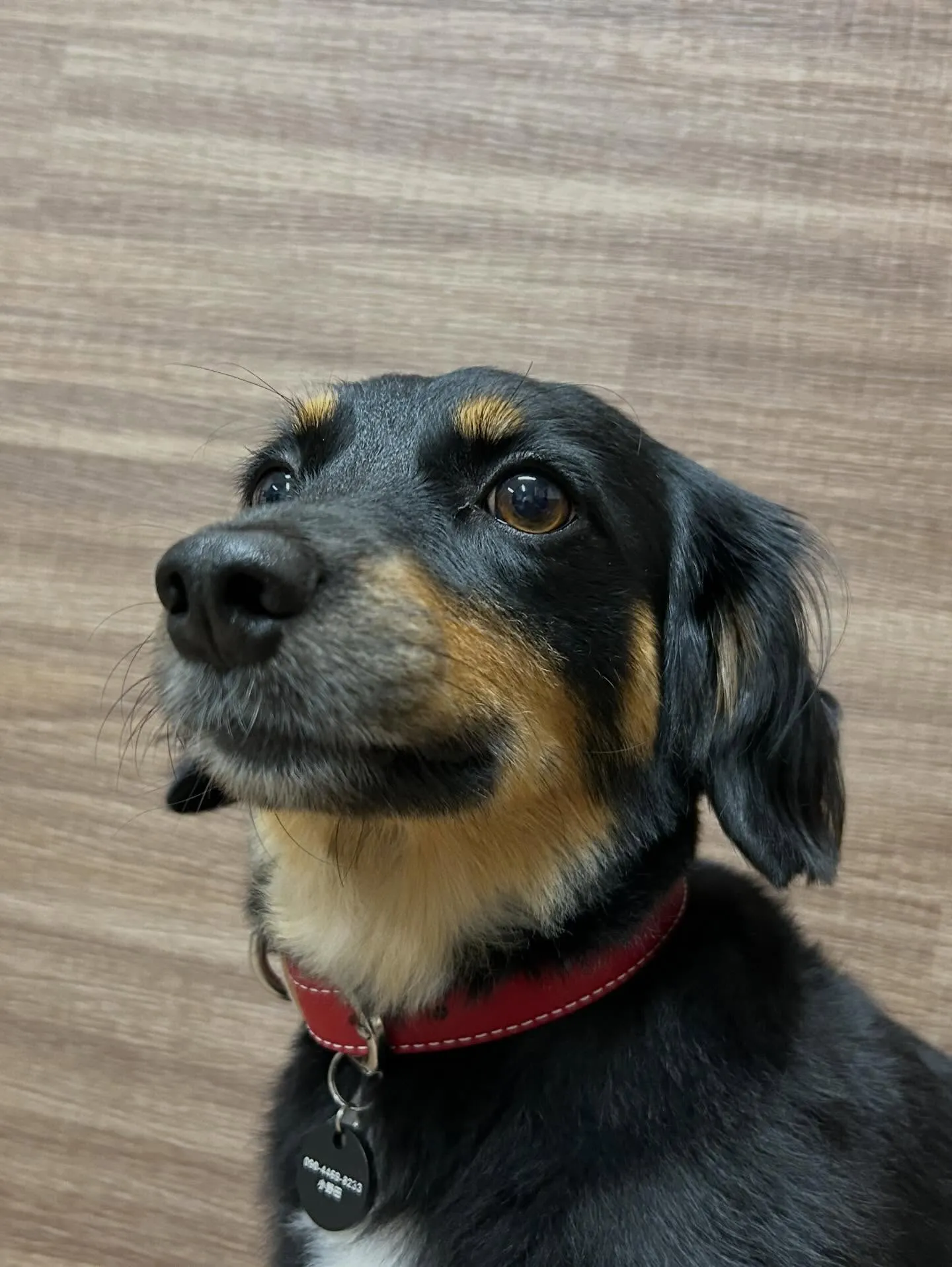 トリミングのセットメニューをご利用頂いたわんこたちです🐶