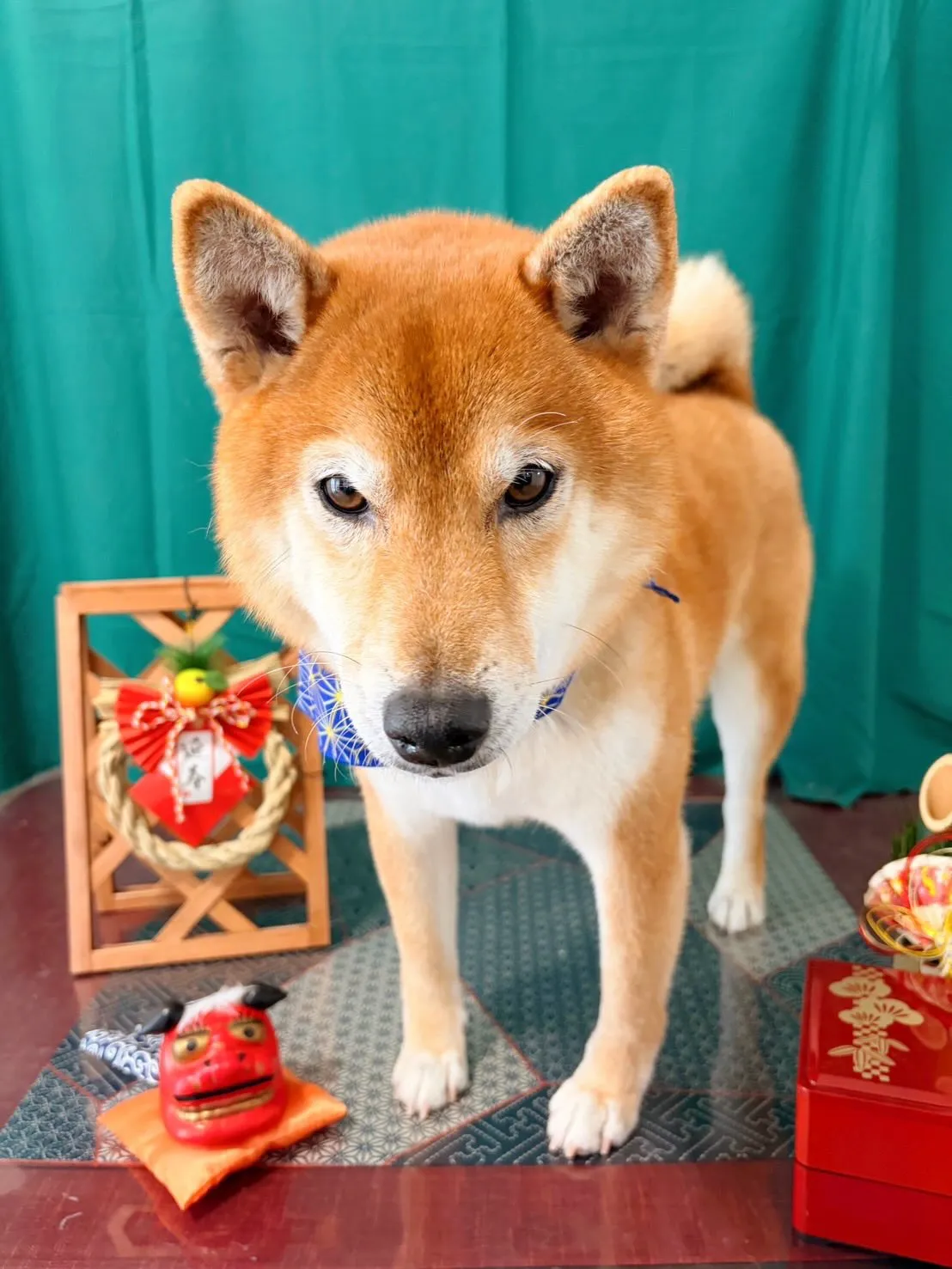 トリミングのセットメニューをご利用頂いたわんこたちです🐶