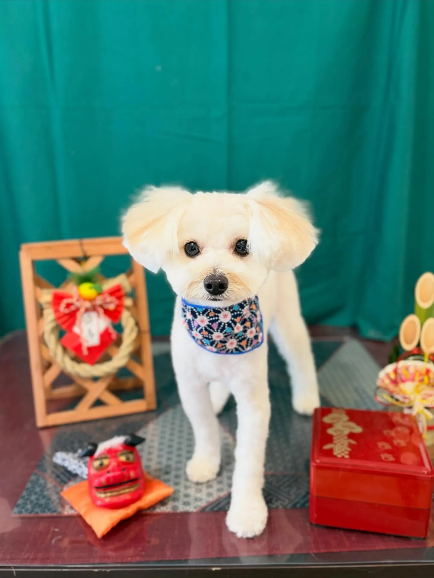 トリミングのセットメニューをご利用頂いたわんこたちです🐶