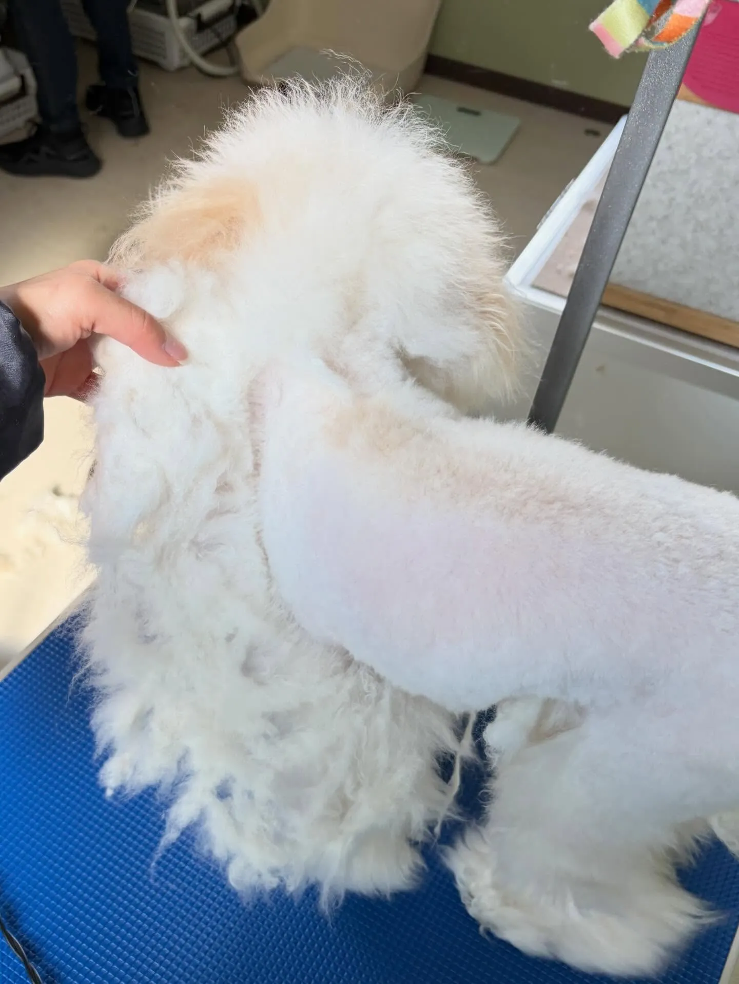 トリミングのセットメニューをご利用頂いたわんこたちです🐶