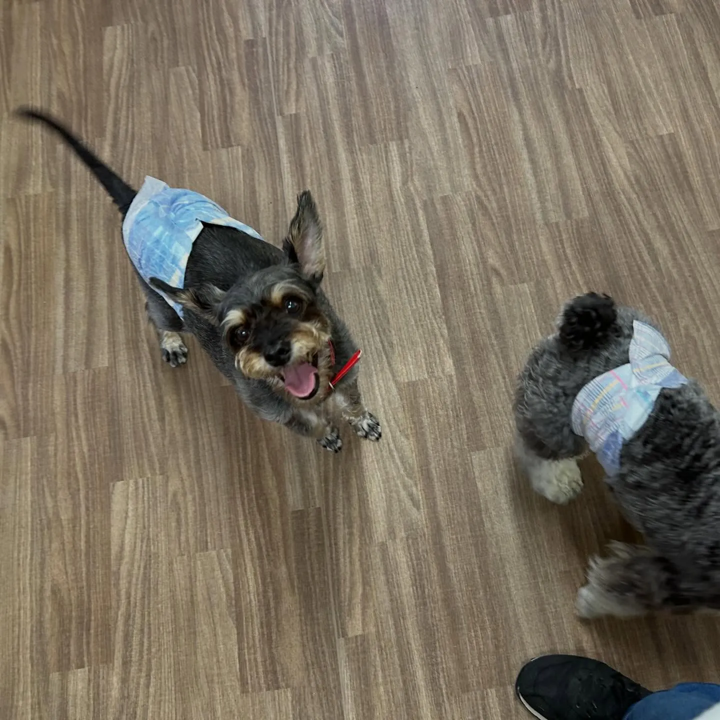 入会してくれたサムくんです😊