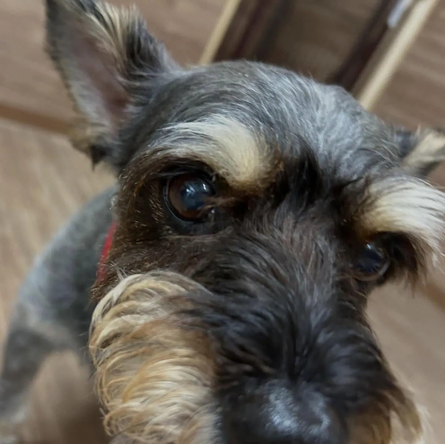 入会してくれたサムくんです😊