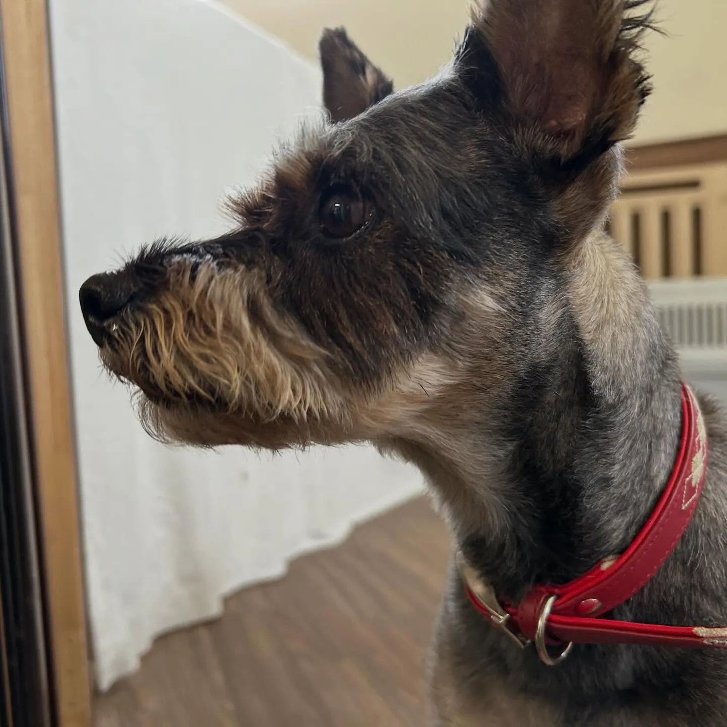 入会してくれたサムくんです😊