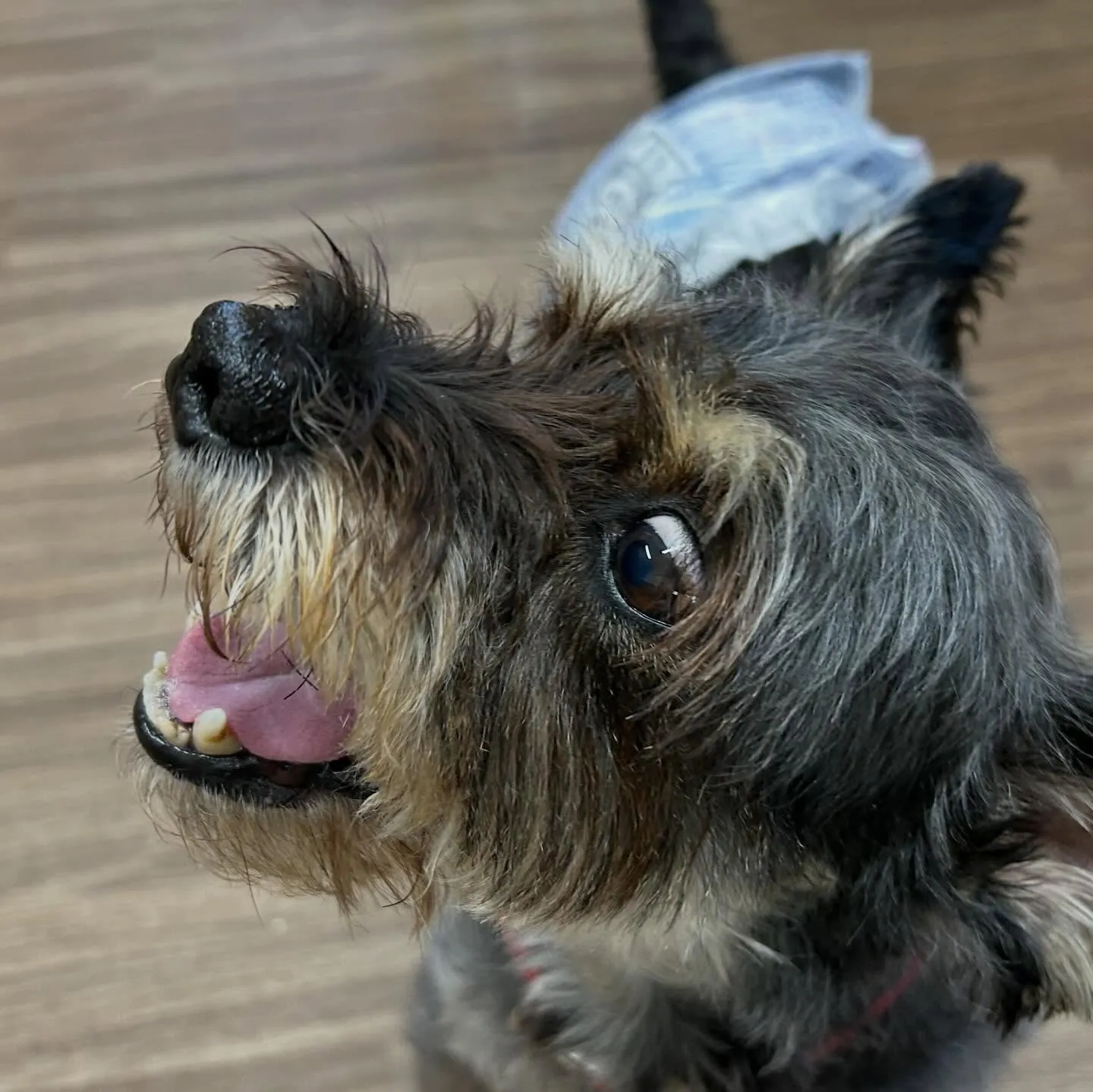 入会してくれたサムくんです😊