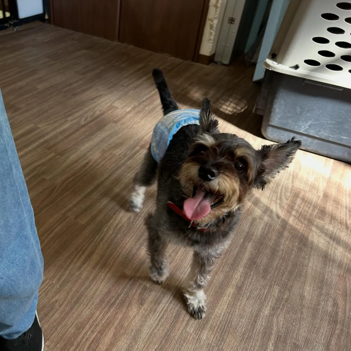 入会してくれたサムくんです😊