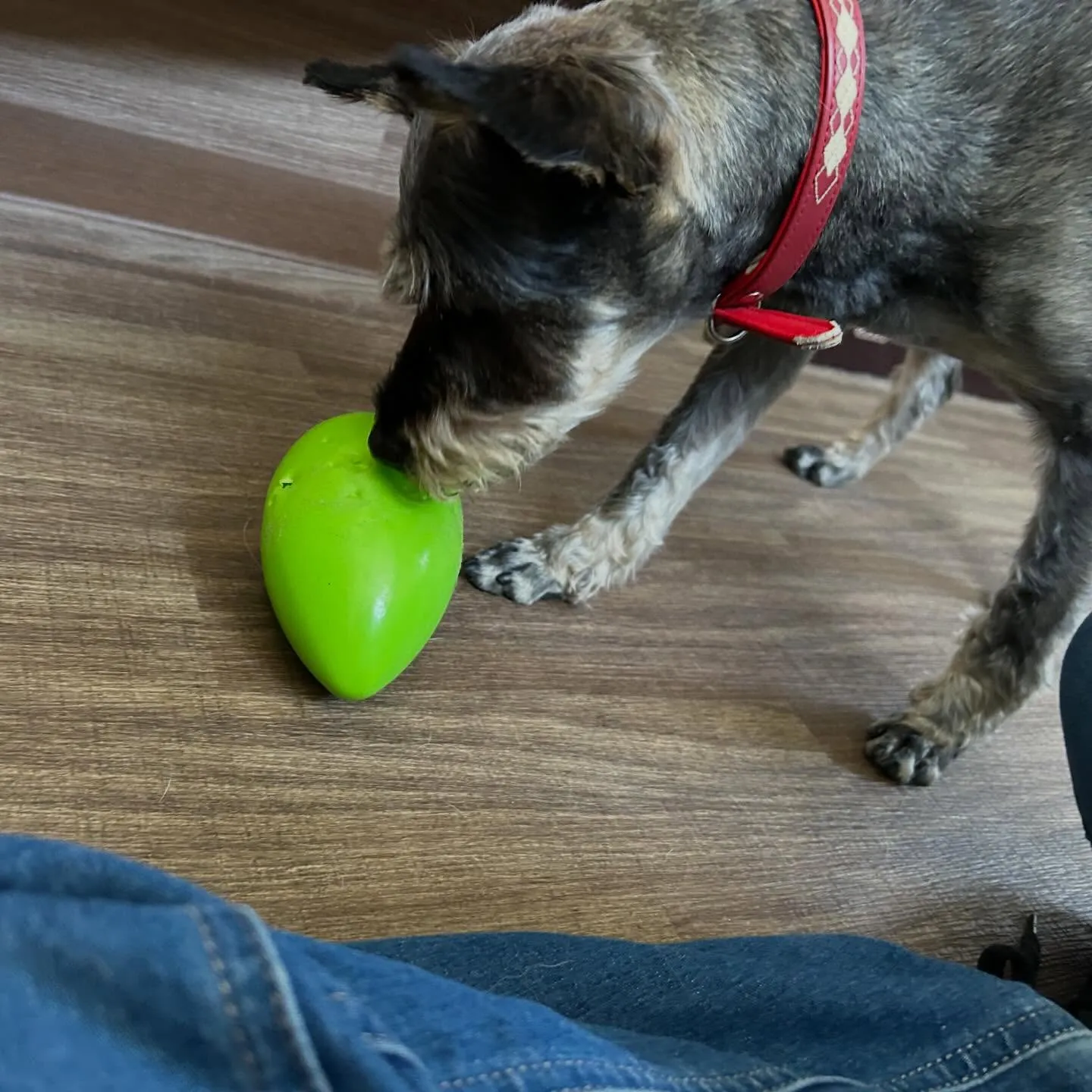 入会してくれたサムくんです😊