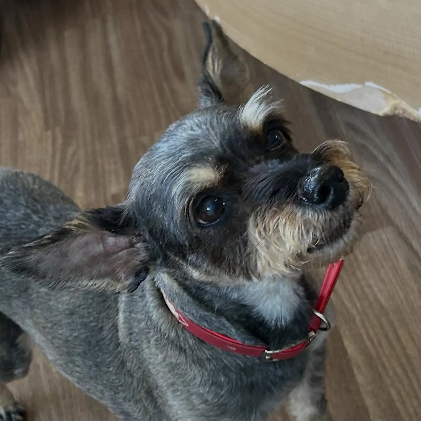 入会してくれたサムくんです😊