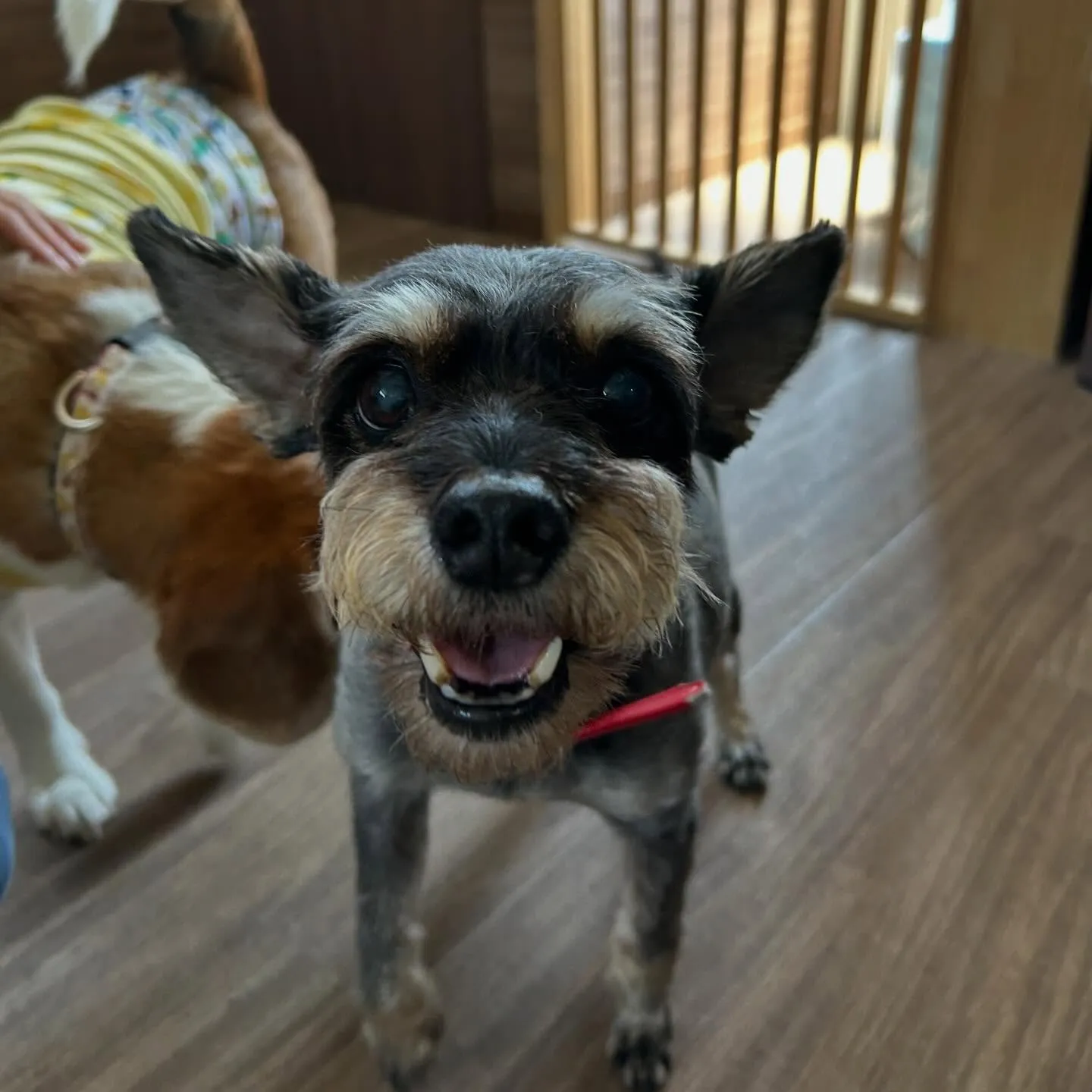 入会してくれたサムくんです😊