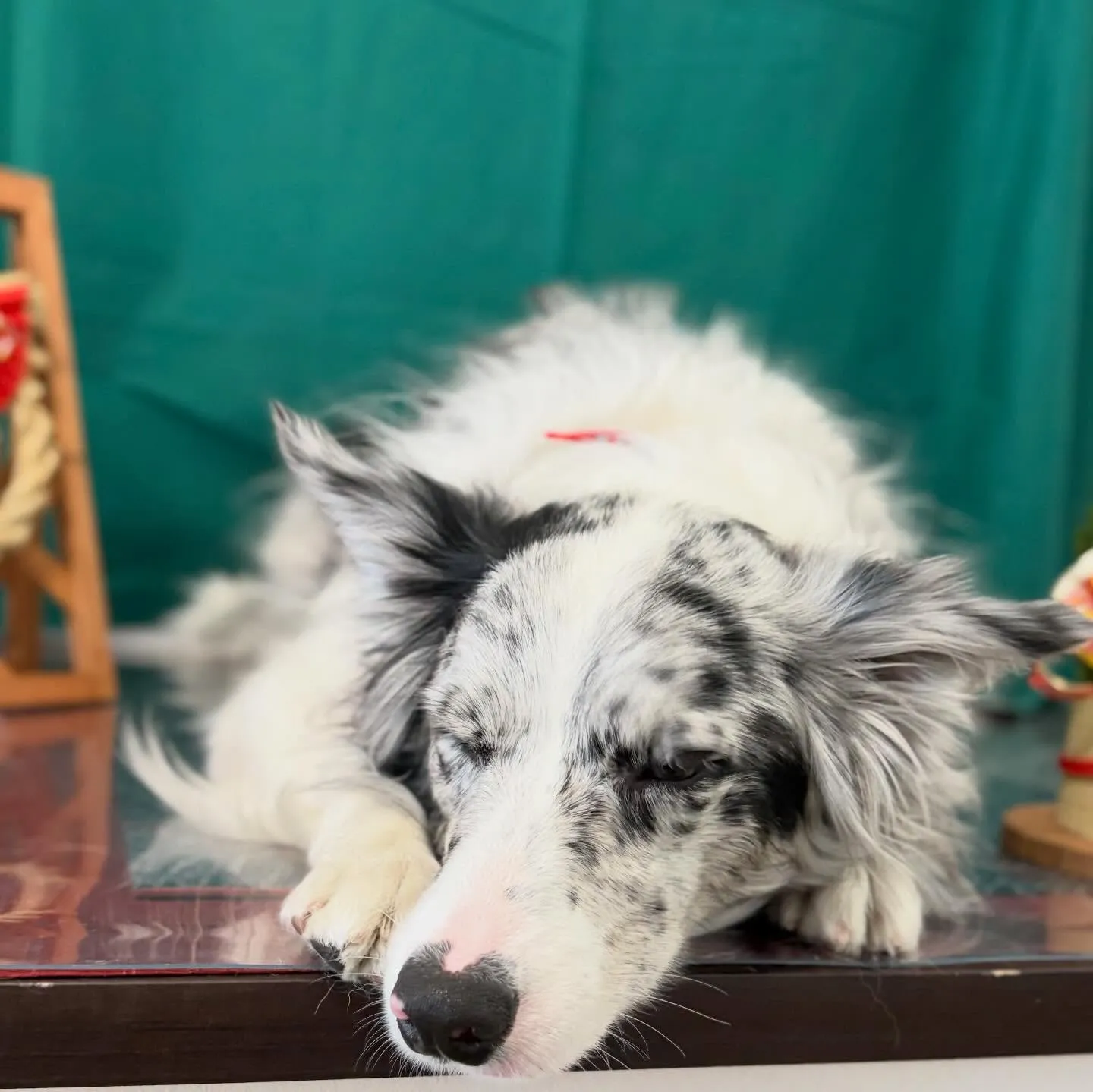 トリミングのセットメニューをご利用頂いたわんこたち🐾