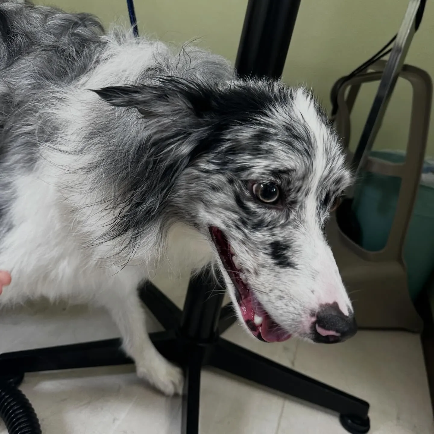 トリミングのセットメニューをご利用頂いたわんこたち🐾