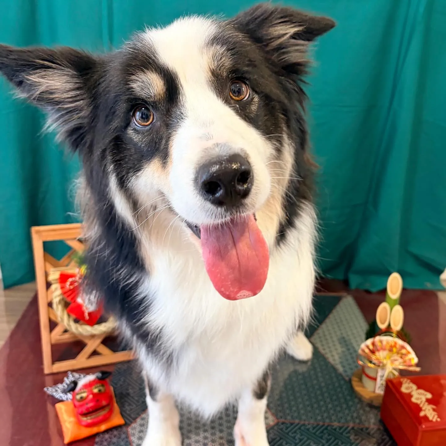 トリミングのセットメニューをご利用頂いたわんこたち🐾