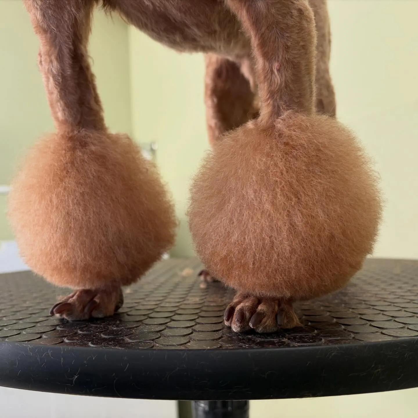 トリミングのセットメニューをご利用頂いたわんこたち🐾