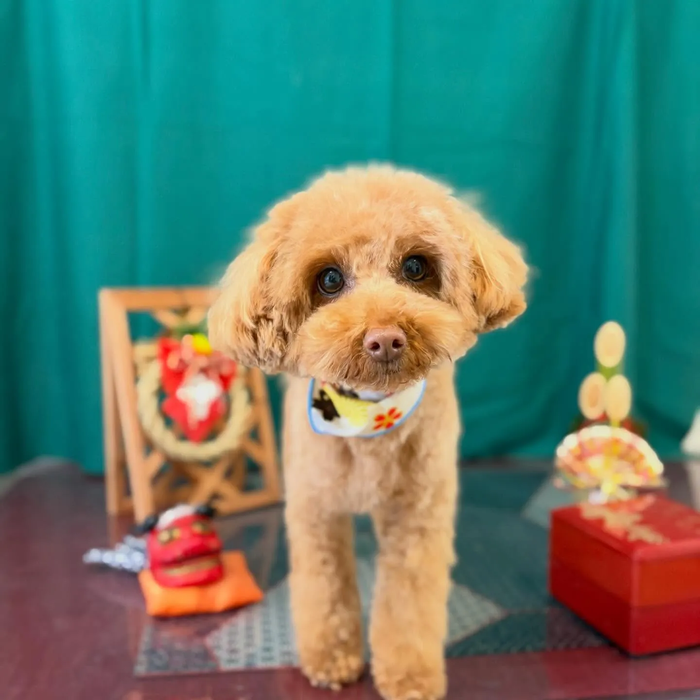 トリミングのセットメニューをご利用頂いたわんこたち🐾