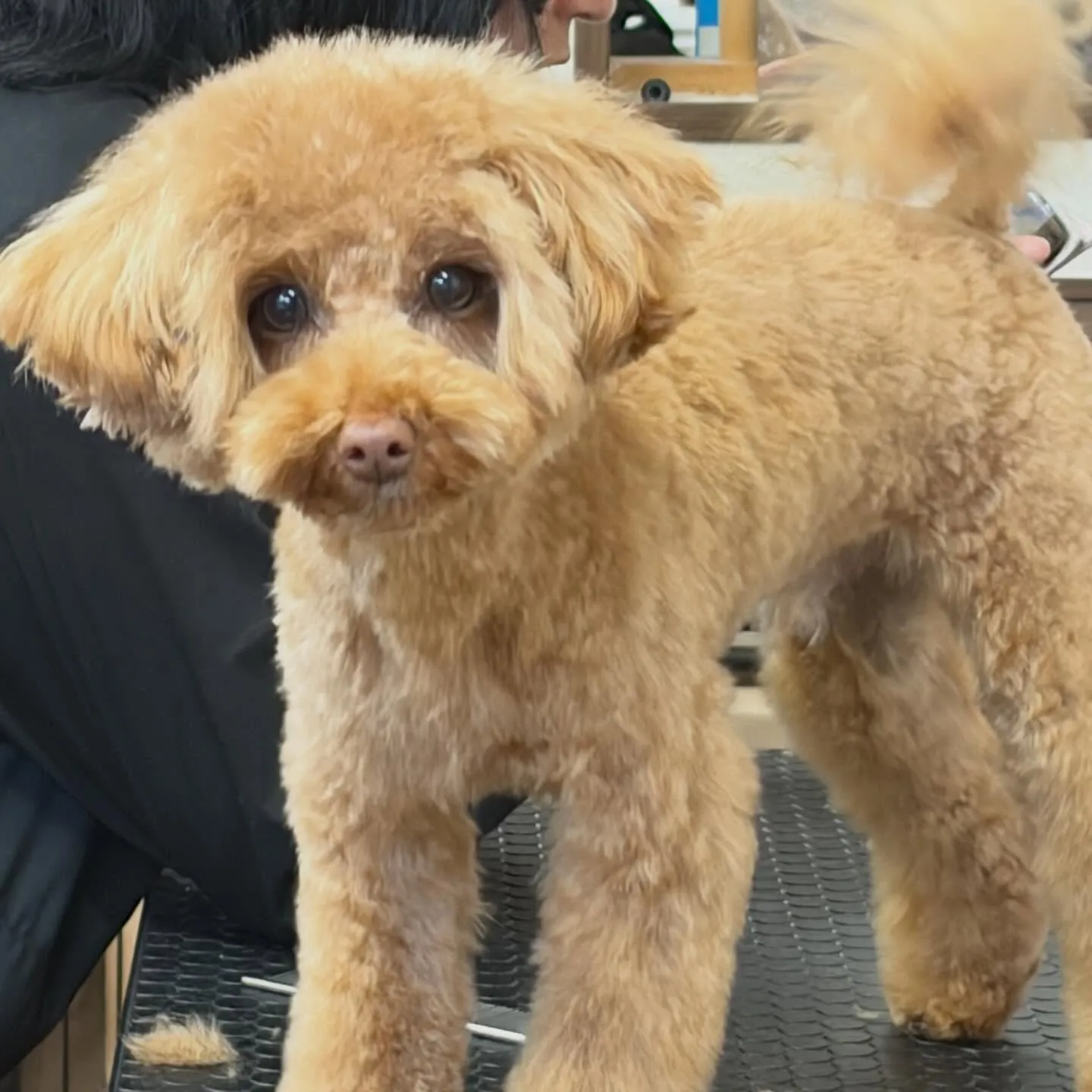 トリミングのセットメニューをご利用頂いたわんこたち🐾