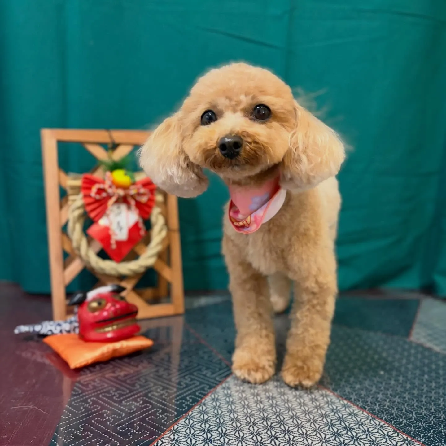トリミングのセットメニューをご利用頂いたわんこたち🐾