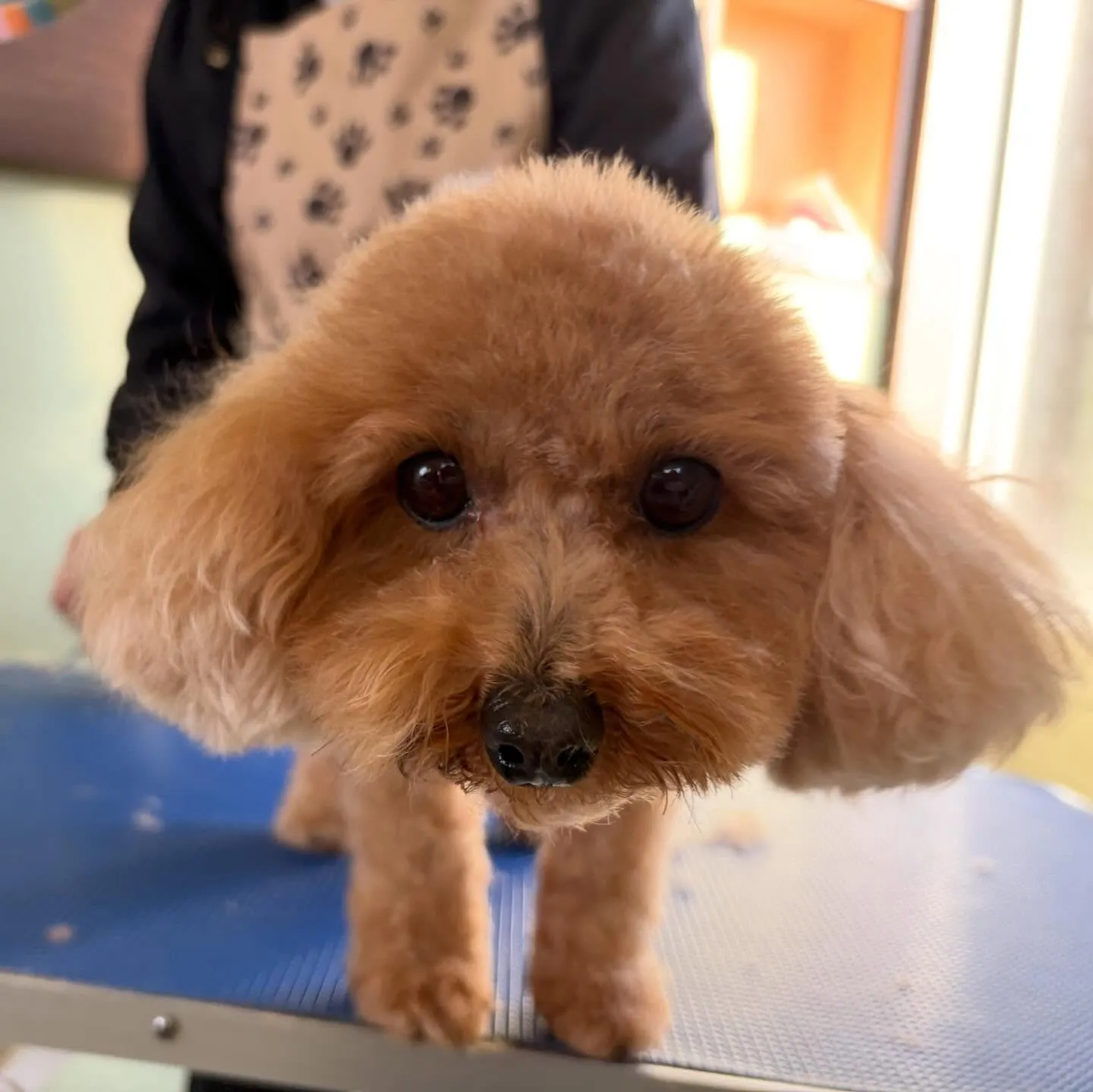 トリミングのセットメニューをご利用頂いたわんこたち🐾