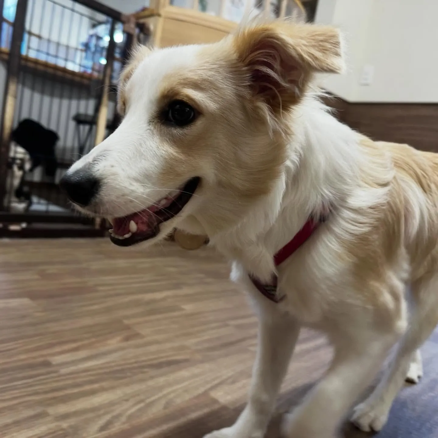 入会してくれたきなこちゃんです🌟