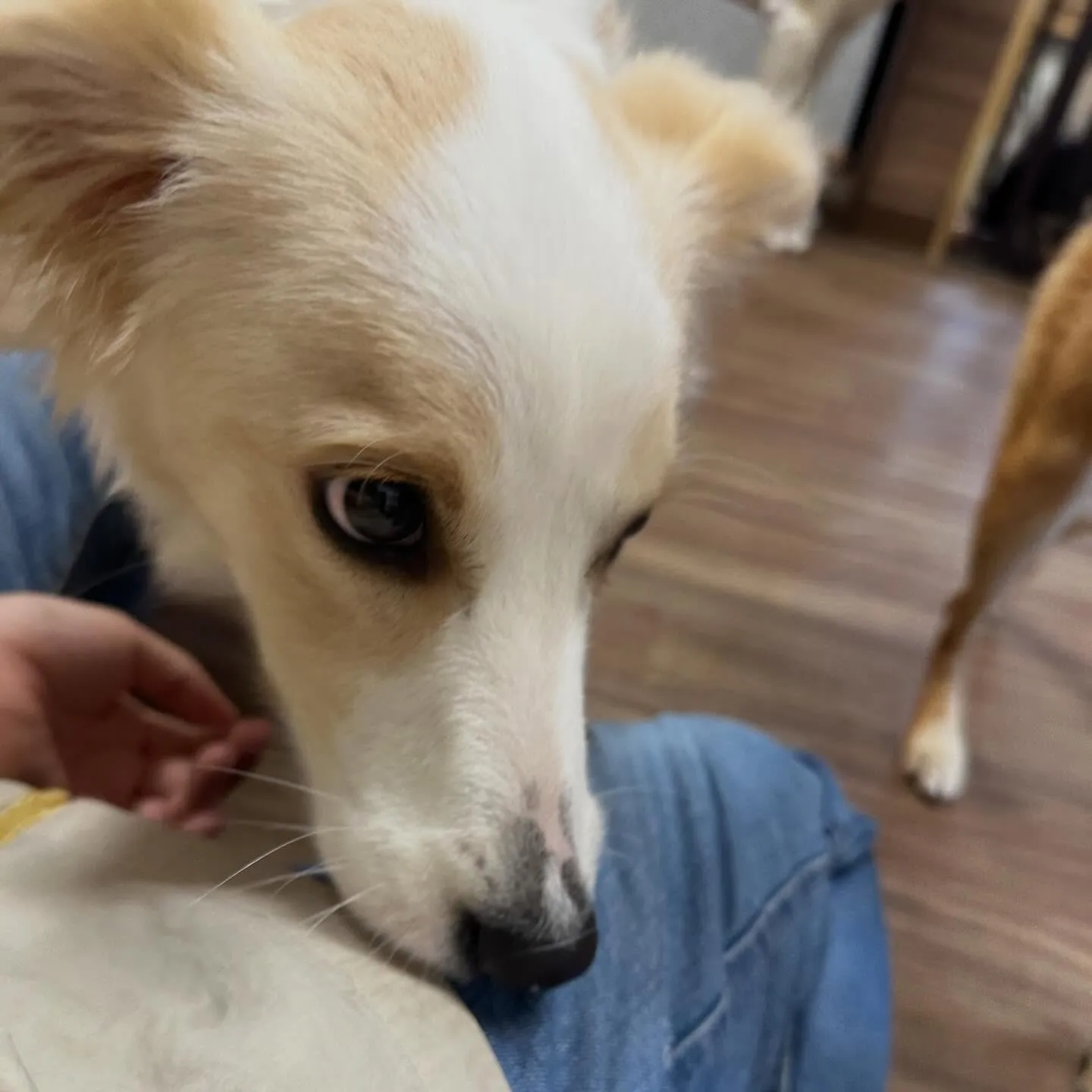 入会してくれたきなこちゃんです🌟