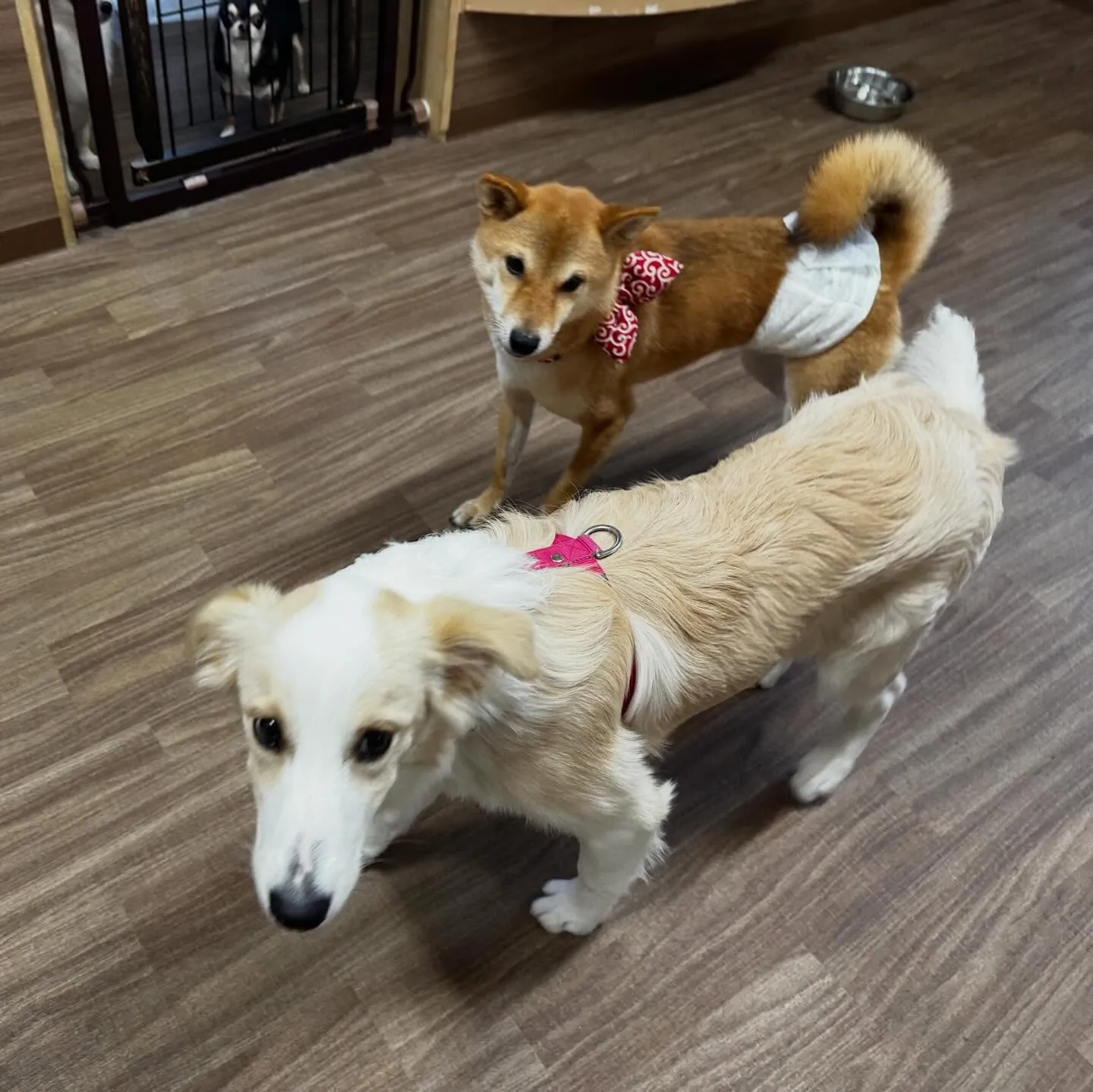 入会してくれたきなこちゃんです🌟