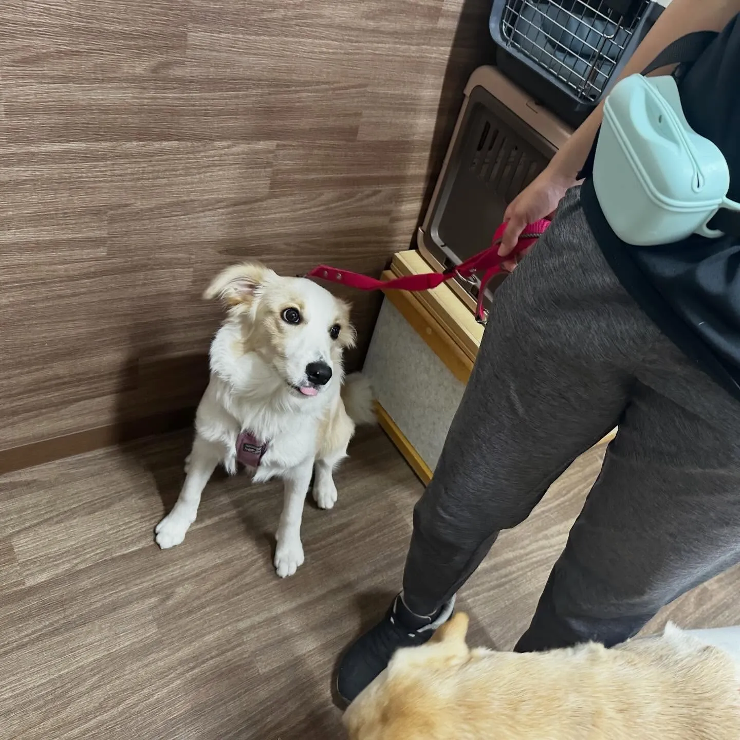 入会してくれたきなこちゃんです🌟