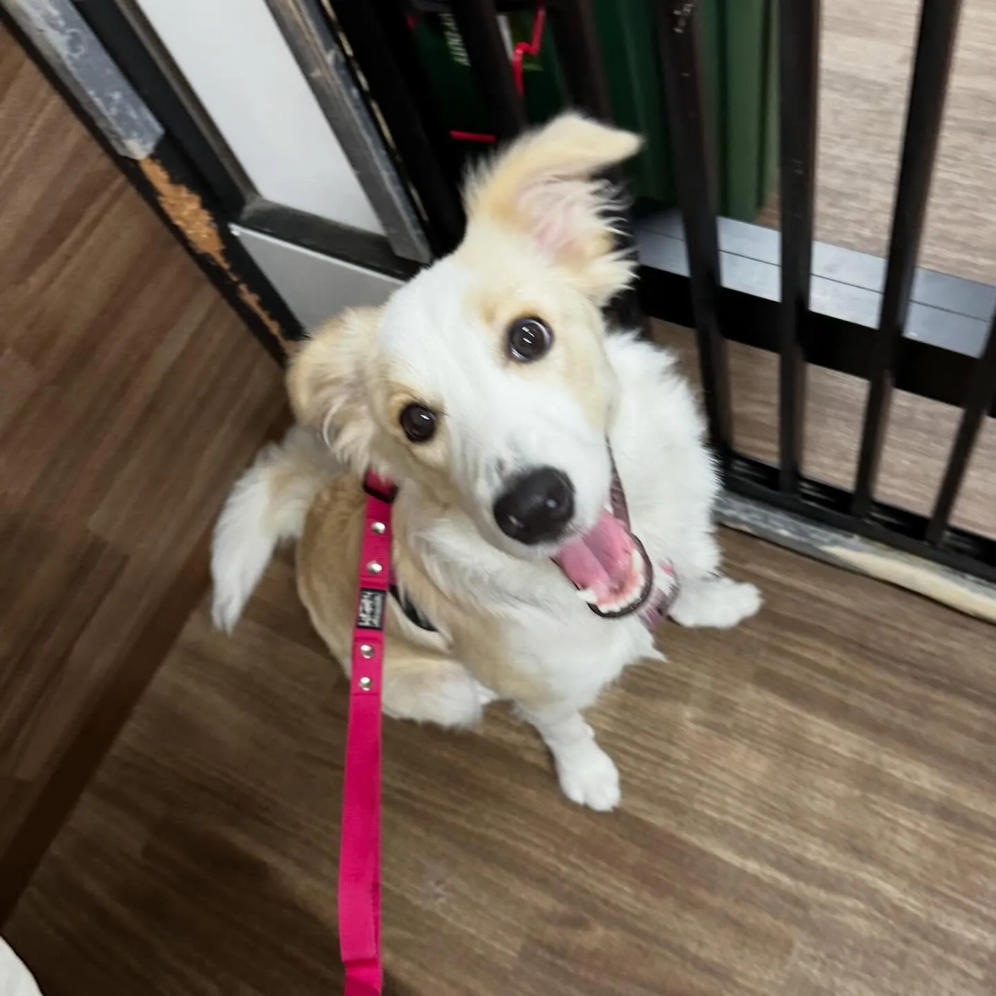 入会してくれたきなこちゃんです🌟