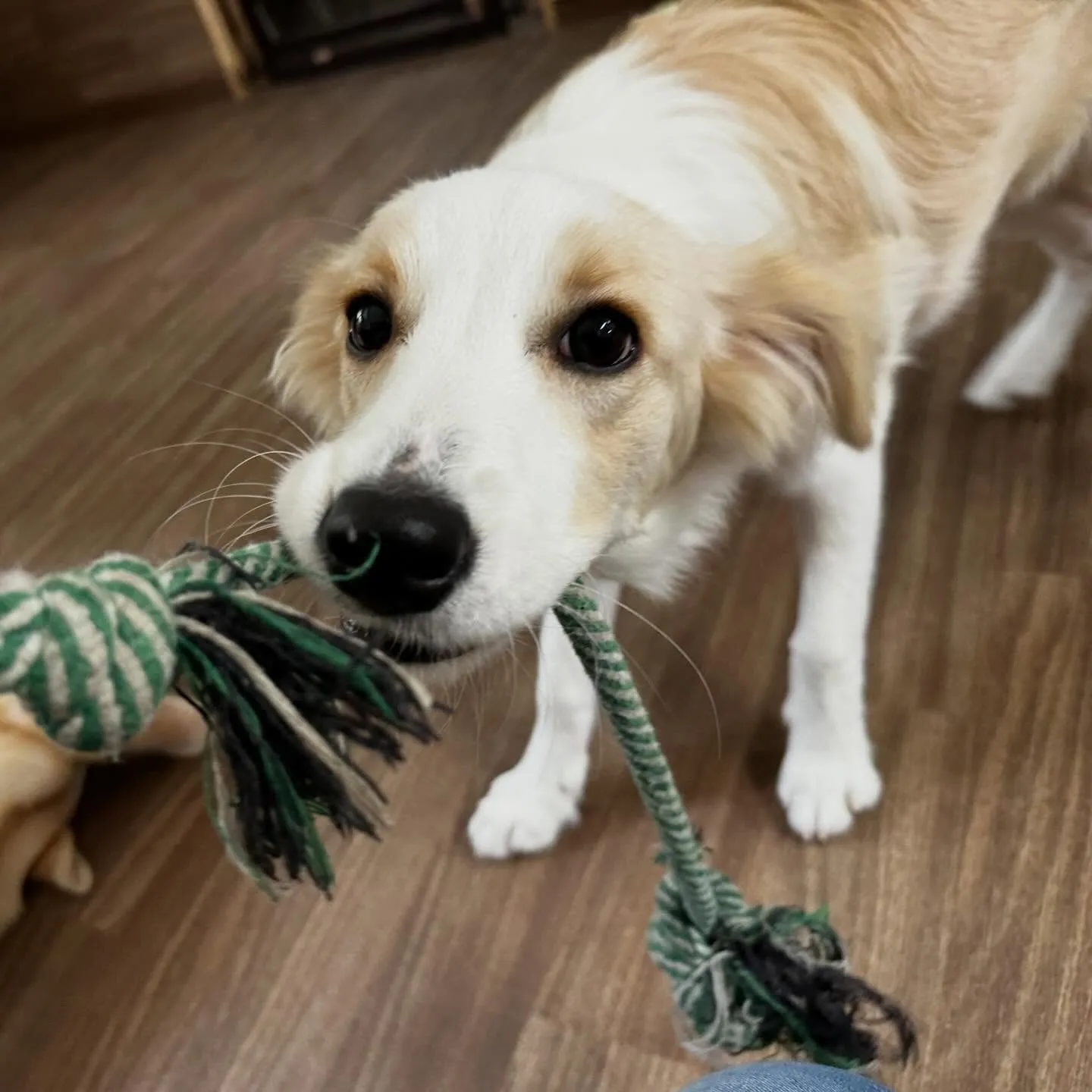 入会してくれたきなこちゃんです🌟