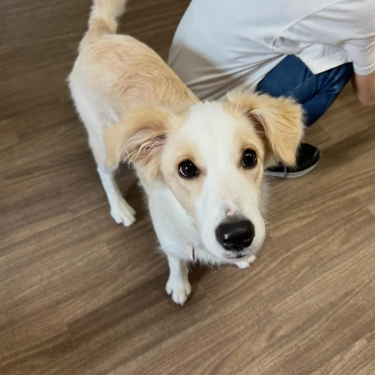 入会してくれたきなこちゃんです🌟