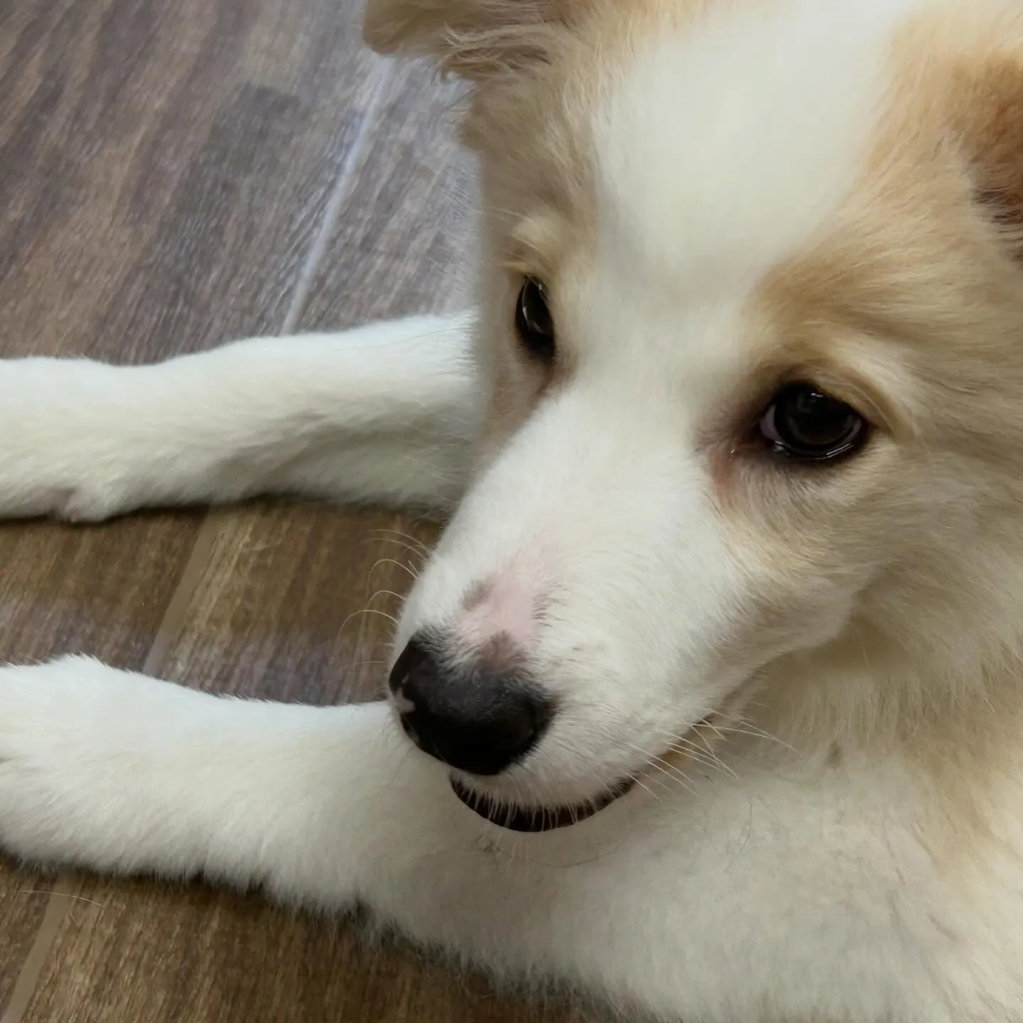 入会してくれたきなこちゃんです🌟