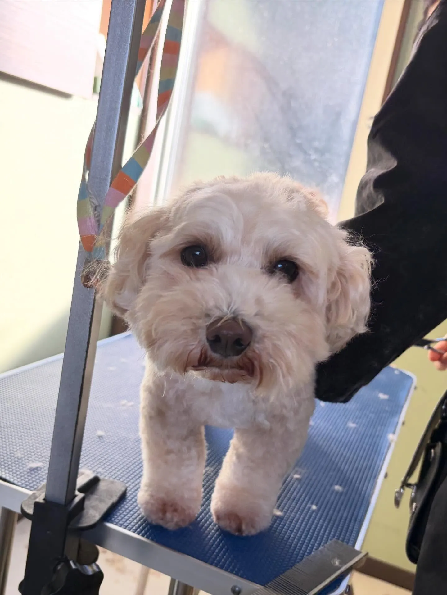 先月アップしきれなかったトリミングわんこ達です🐾