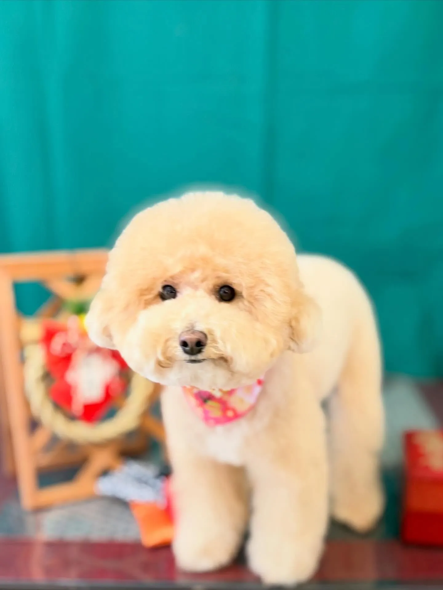 先月アップしきれなかったトリミングわんこ達です🐾