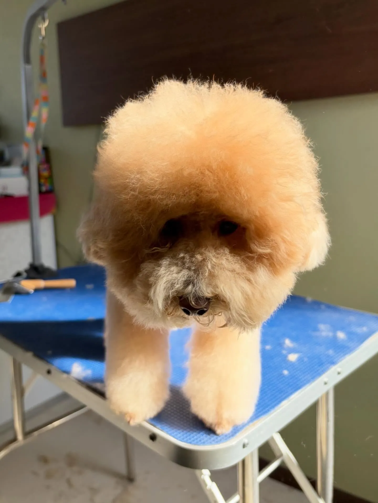 先月アップしきれなかったトリミングわんこ達です🐾