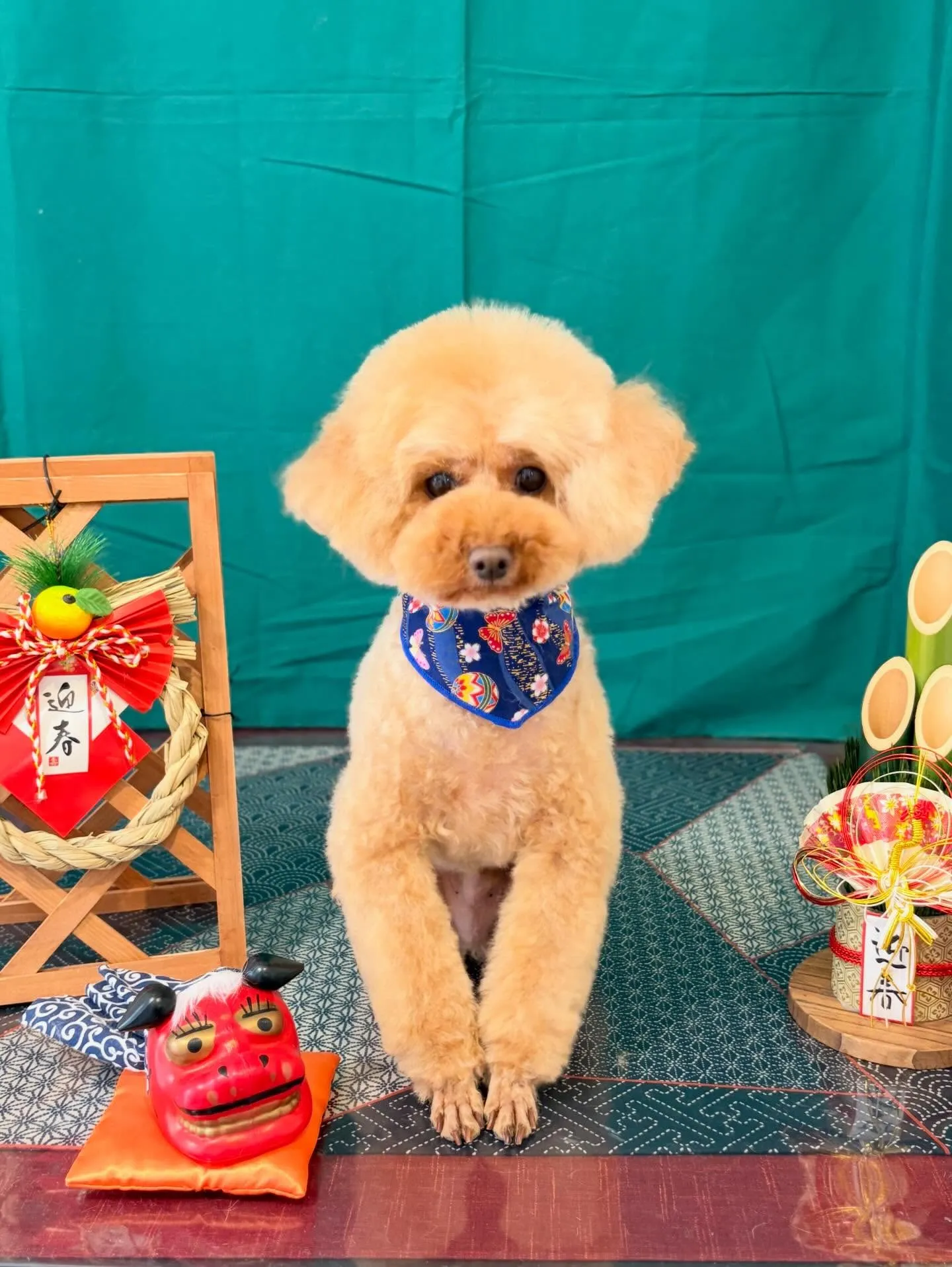 先月アップしきれなかったトリミングわんこ達です🐾