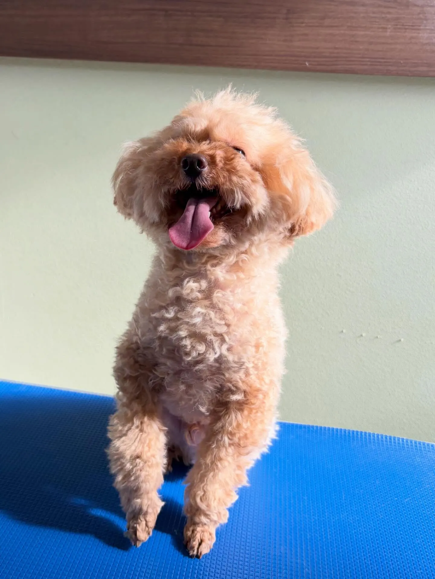 先月アップしきれなかったトリミングわんこ達です🐾