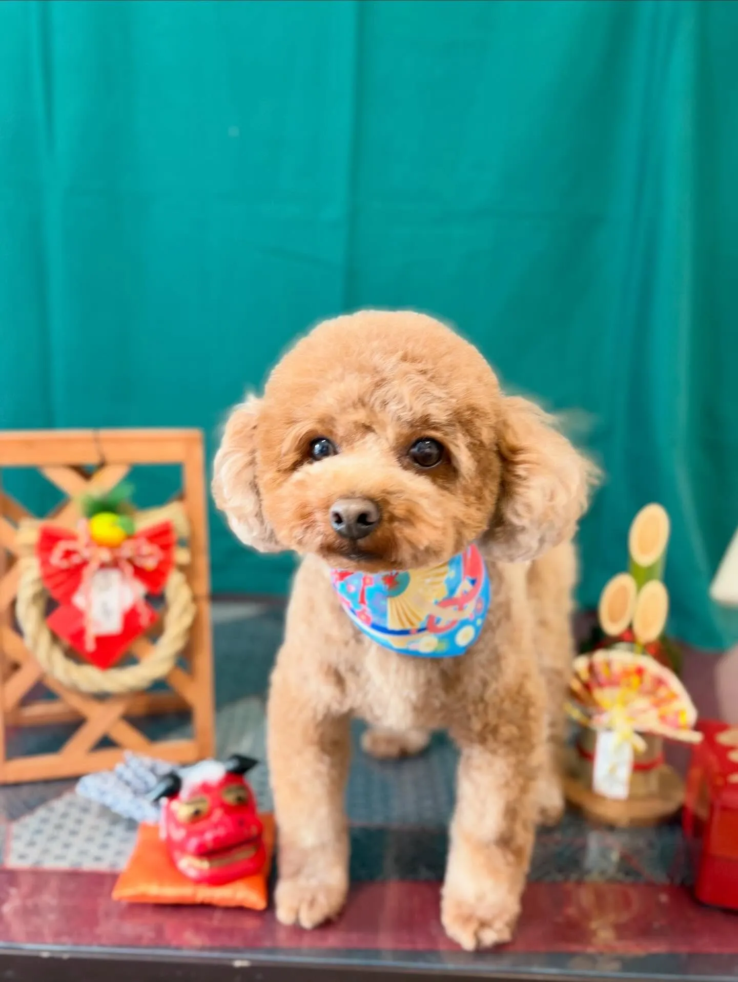 先月アップしきれなかったトリミングわんこ達です🐾