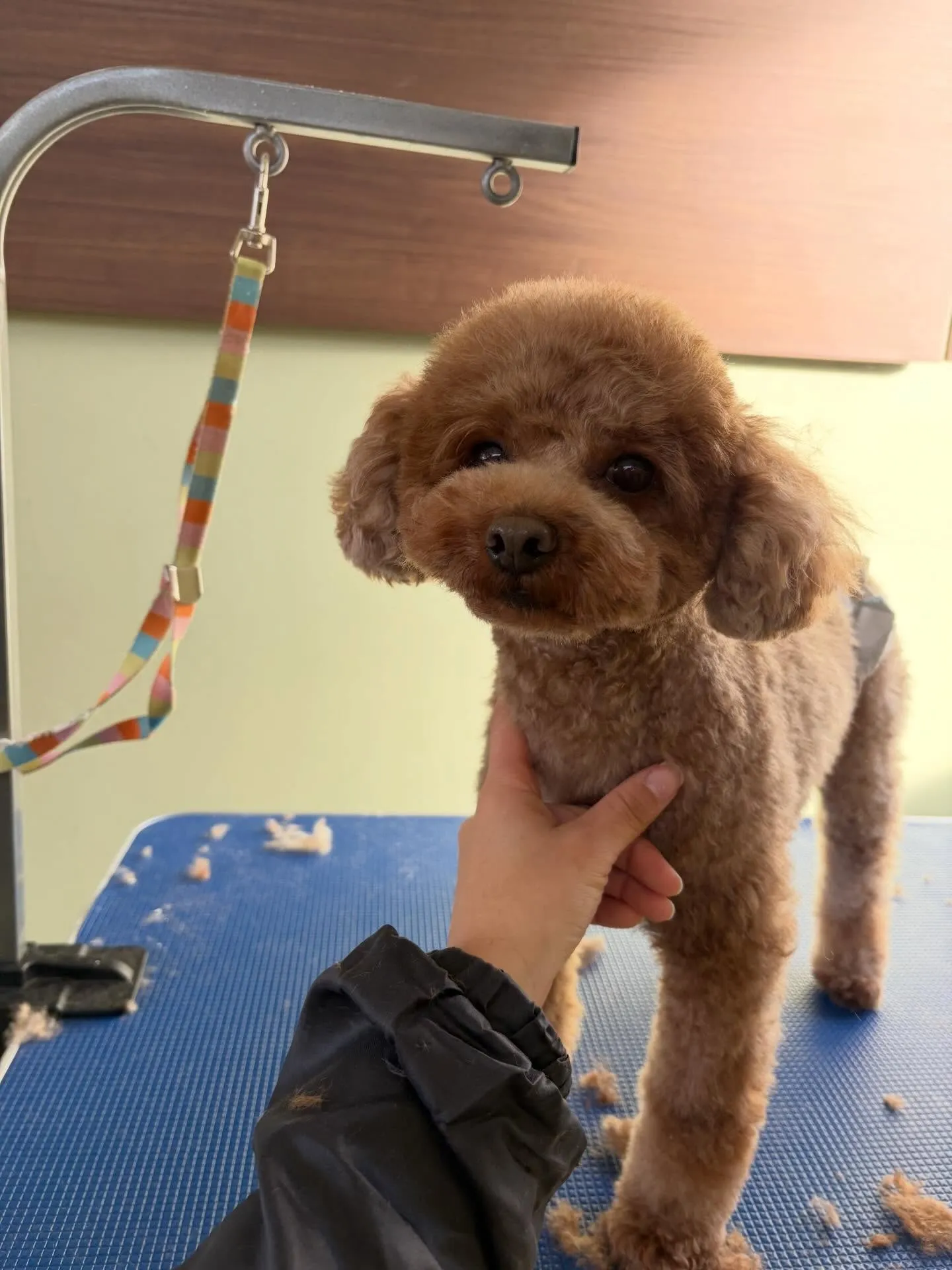 先月アップしきれなかったトリミングわんこ達です🐾