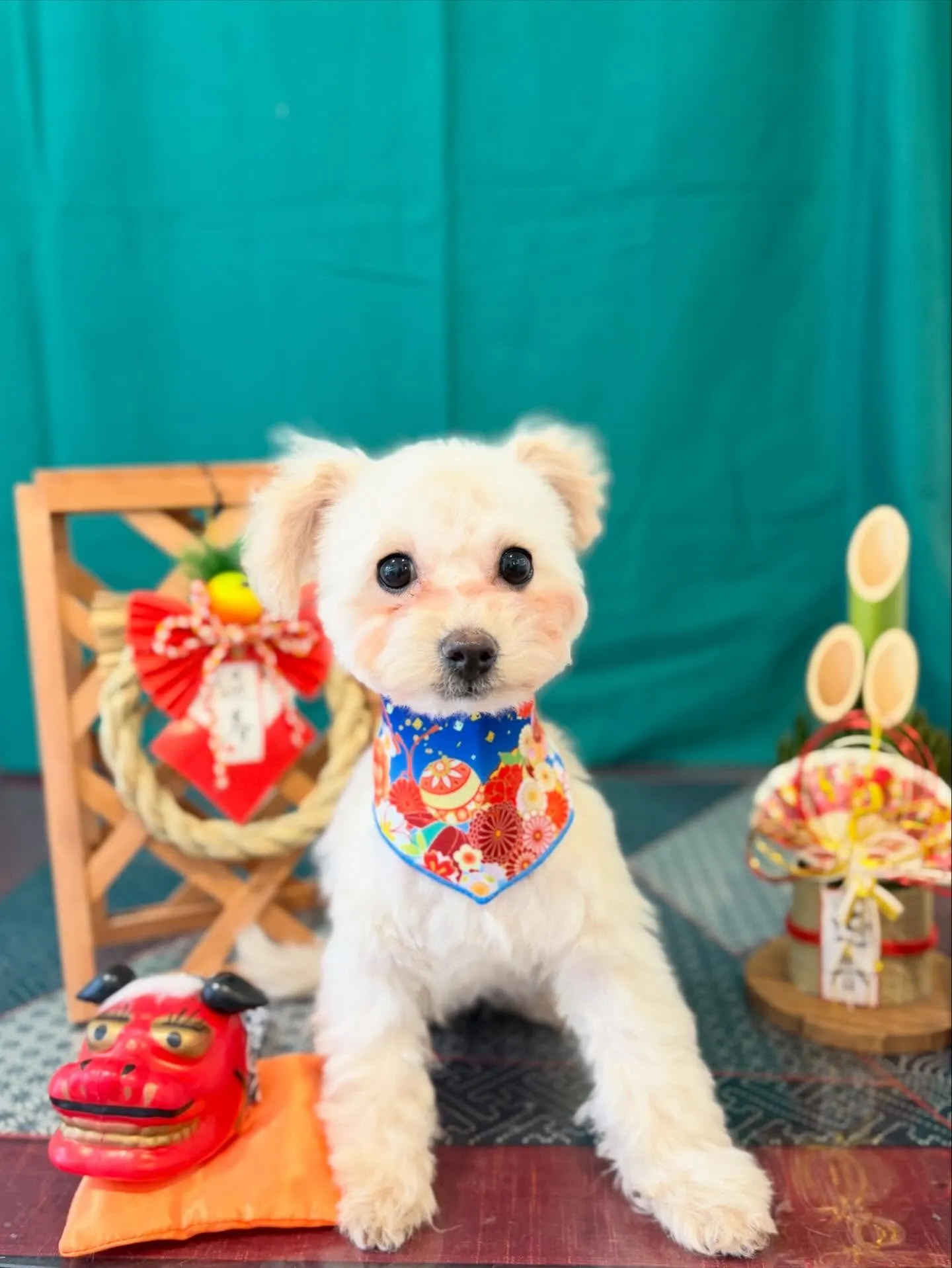 先月アップしきれなかったトリミングわんこ達です🐾