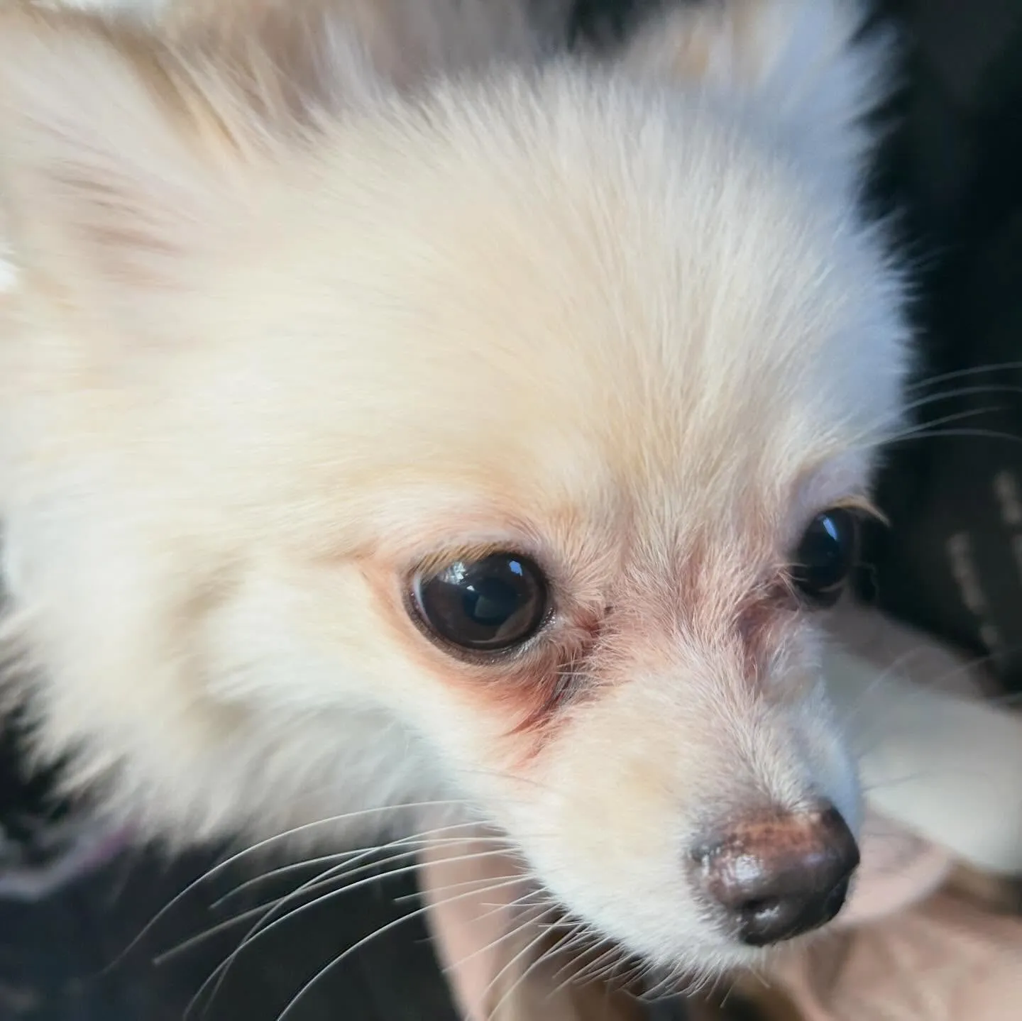 入会してくれたポメラニアンのぷあちゃんです🎶