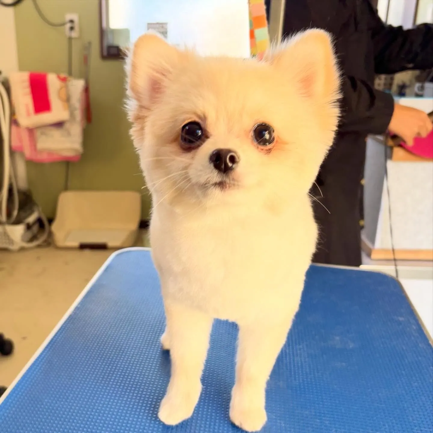 入会してくれたポメラニアンのぷあちゃんです🎶