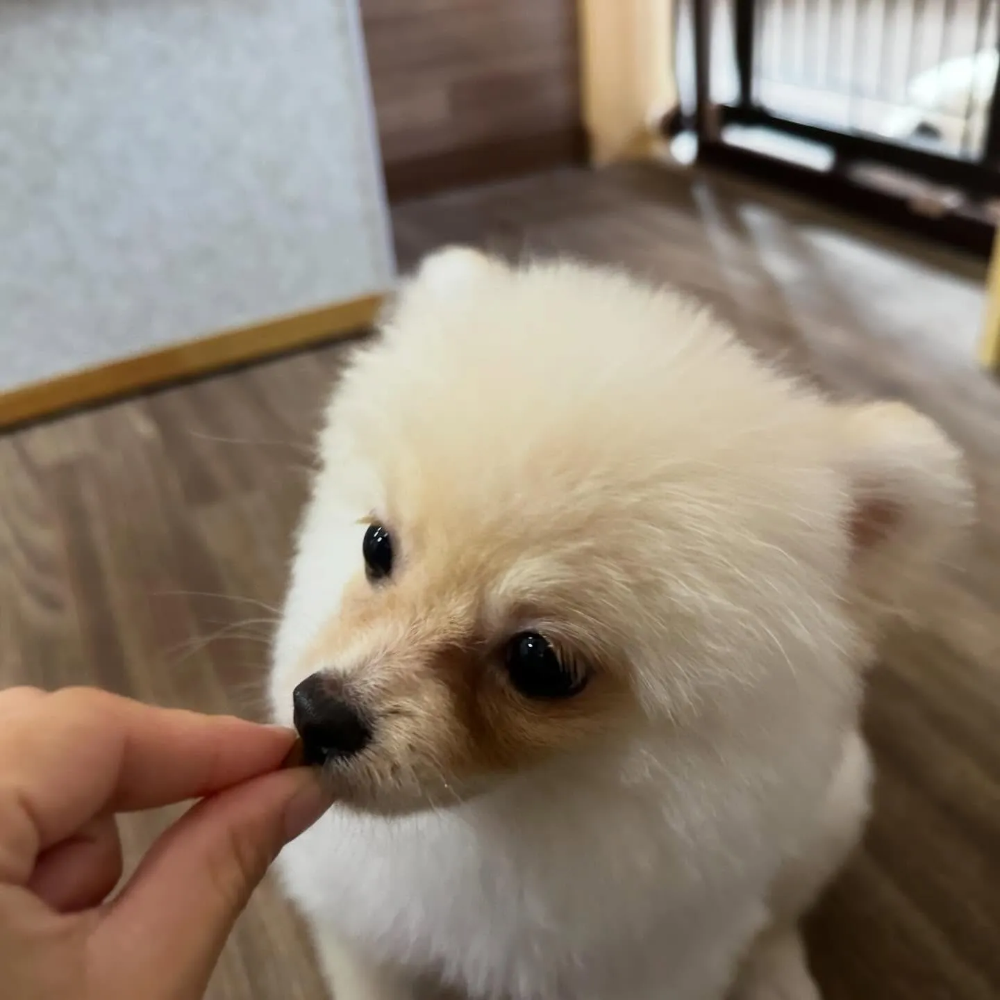 入会してくれたポメラニアンのぷあちゃんです🎶