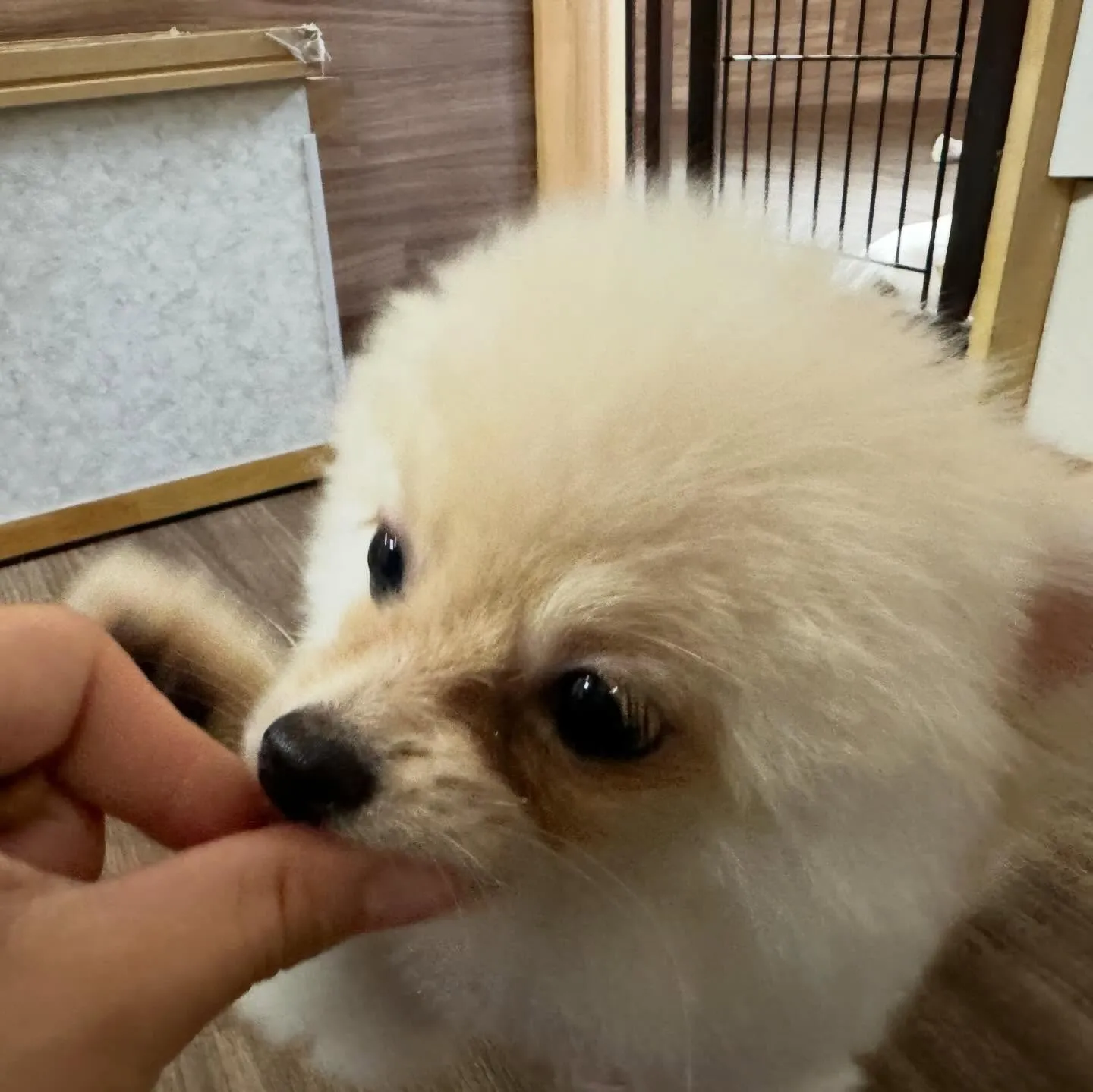 入会してくれたポメラニアンのぷあちゃんです🎶