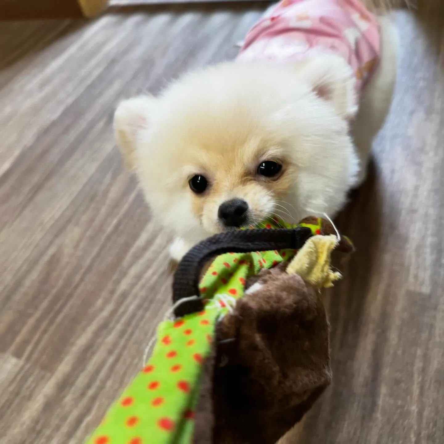 入会してくれたポメラニアンのぷあちゃんです🎶