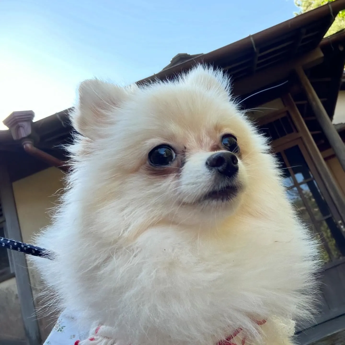 入会してくれたポメラニアンのぷあちゃんです🎶