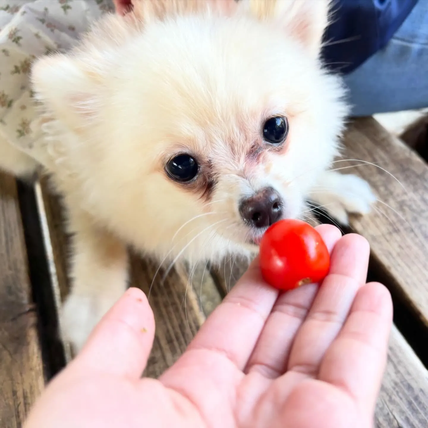 入会してくれたポメラニアンのぷあちゃんです🎶