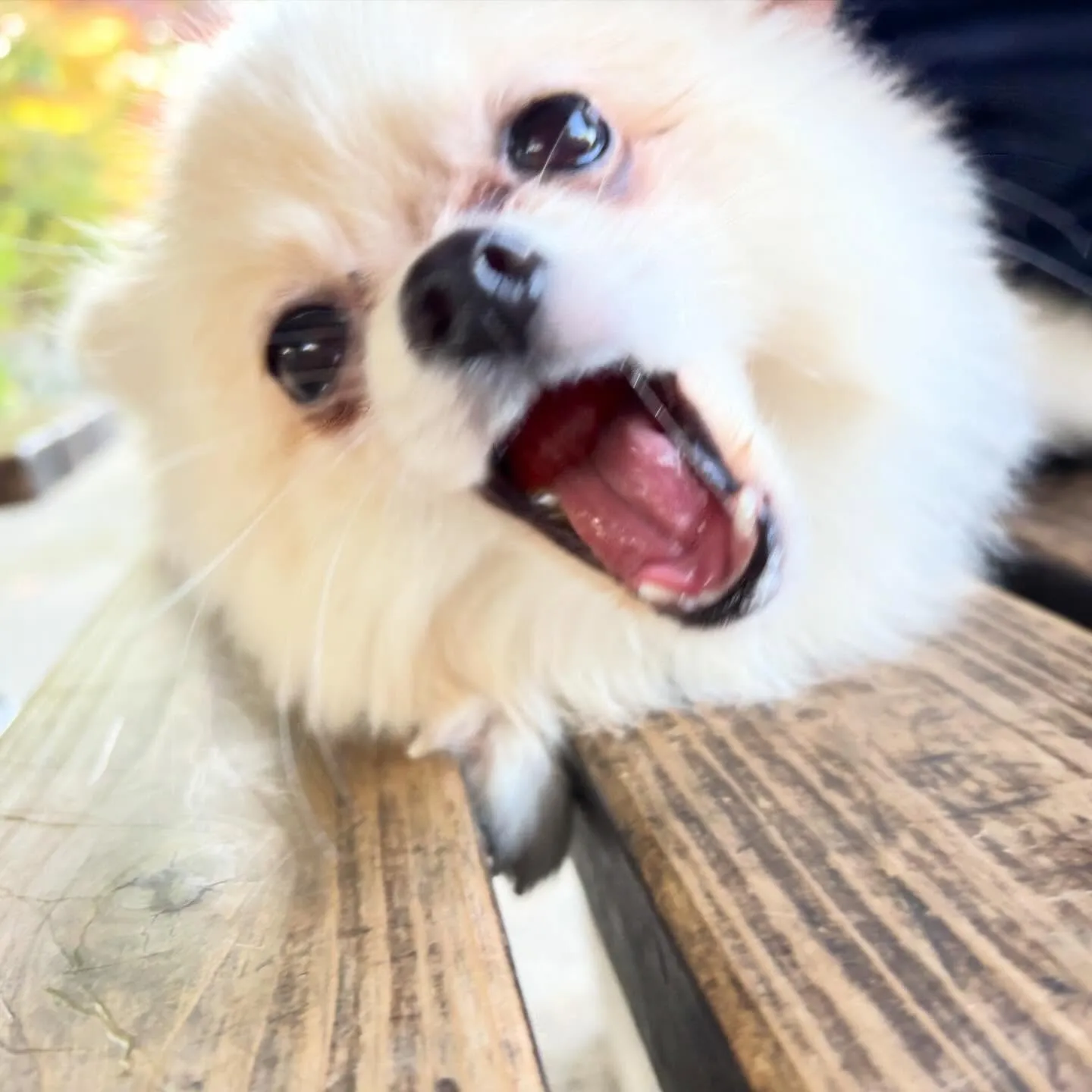 入会してくれたポメラニアンのぷあちゃんです🎶