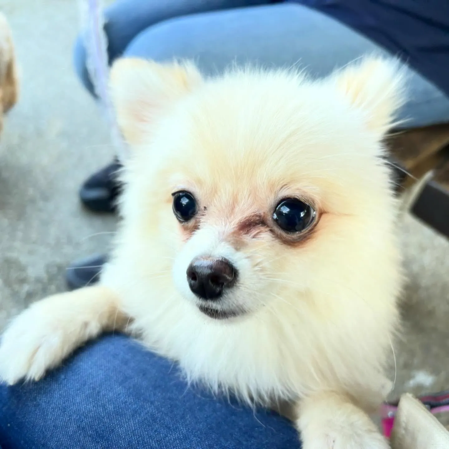 入会してくれたポメラニアンのぷあちゃんです🎶