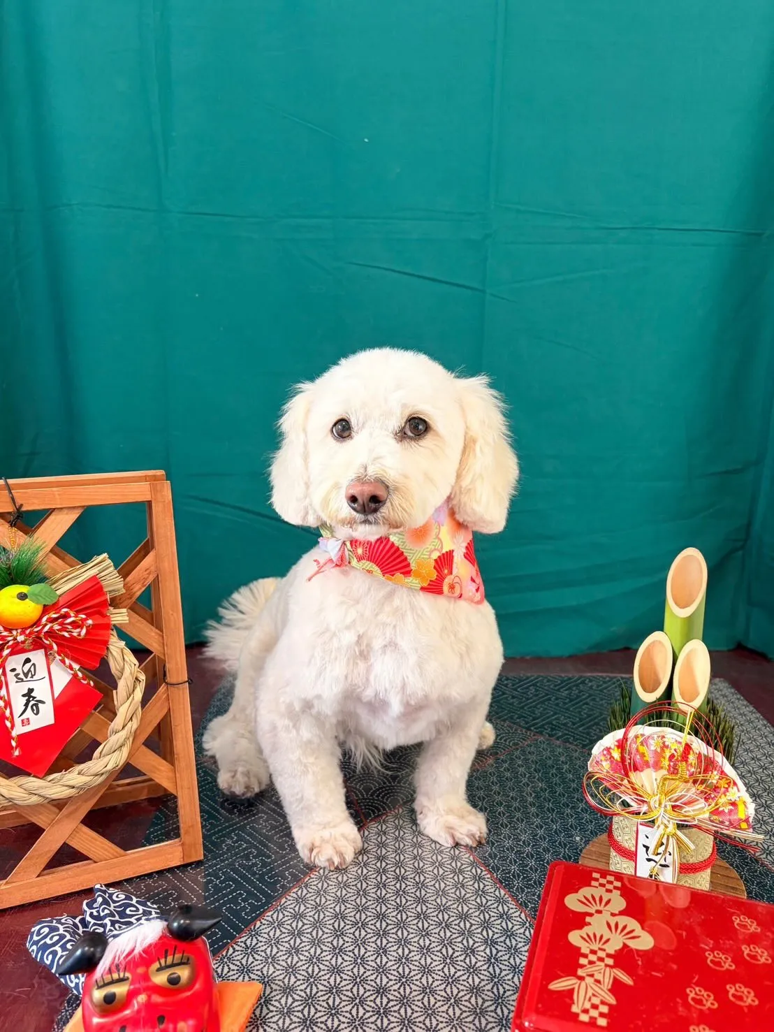 先月アップしきれなかったわんこたちです🎶