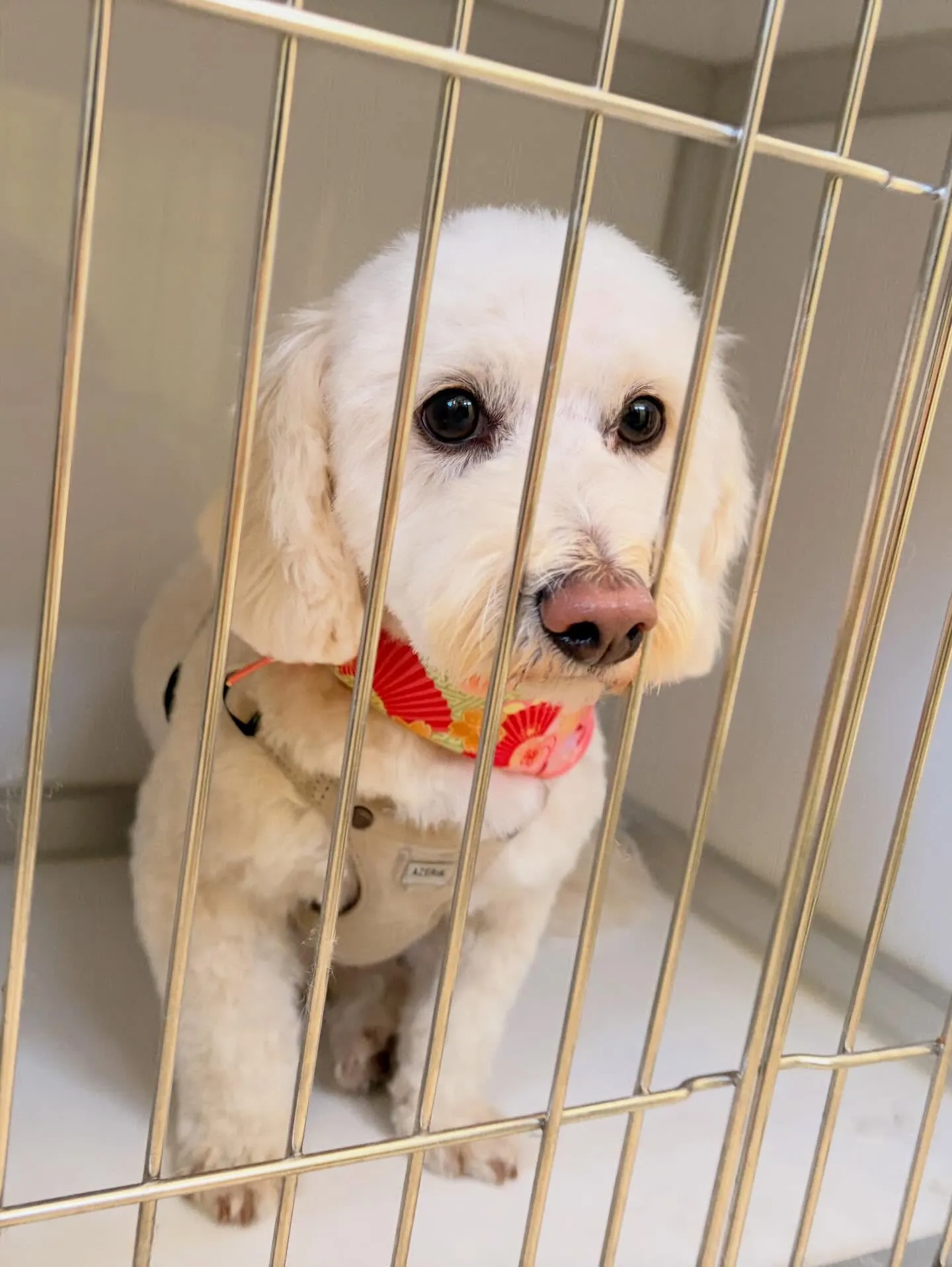 先月アップしきれなかったわんこたちです🎶