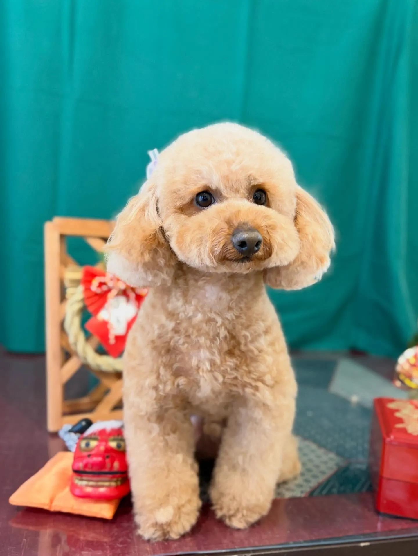 先月アップしきれなかったわんこたちです🎶