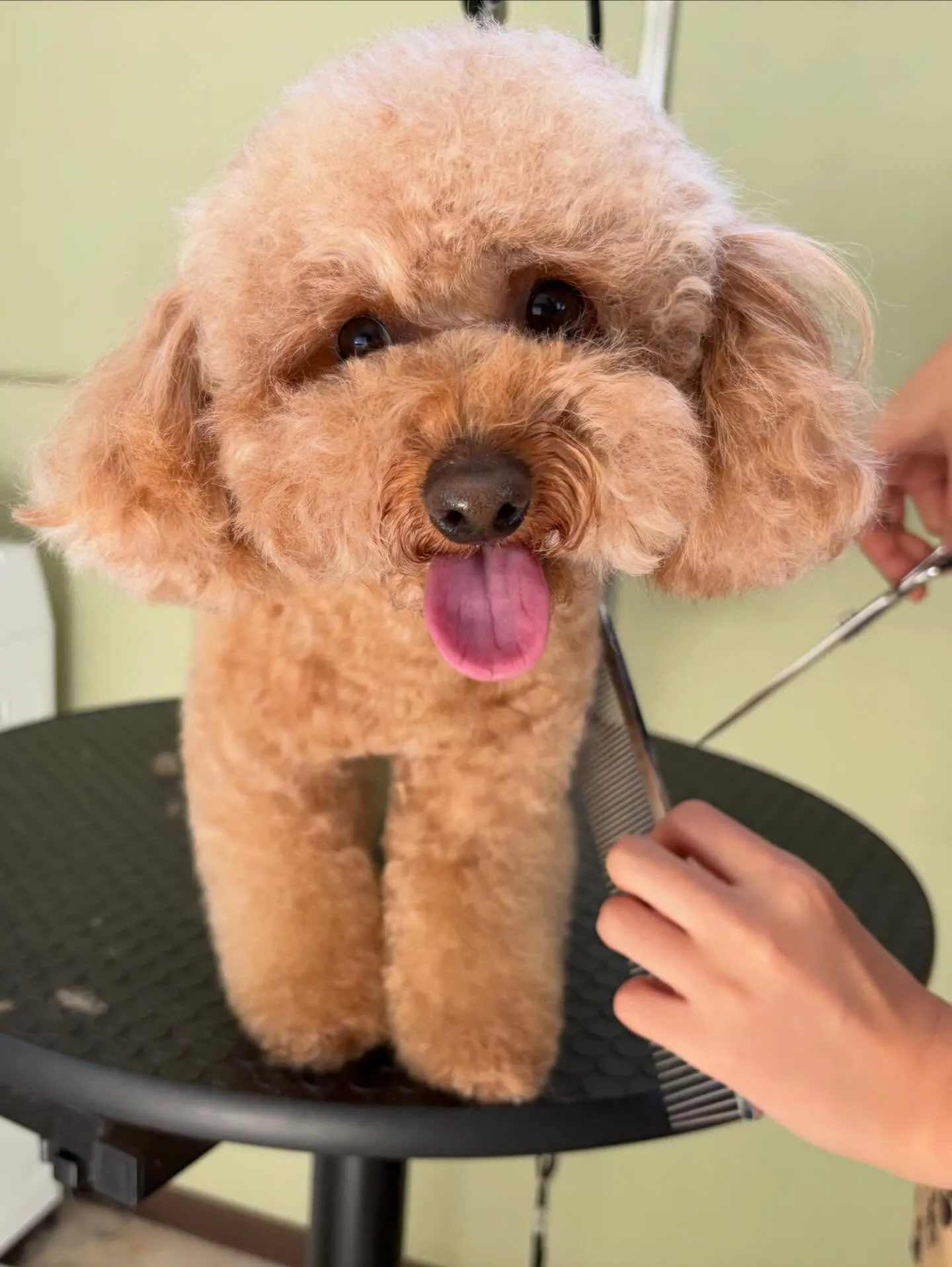 先月アップしきれなかったわんこたちです🎶