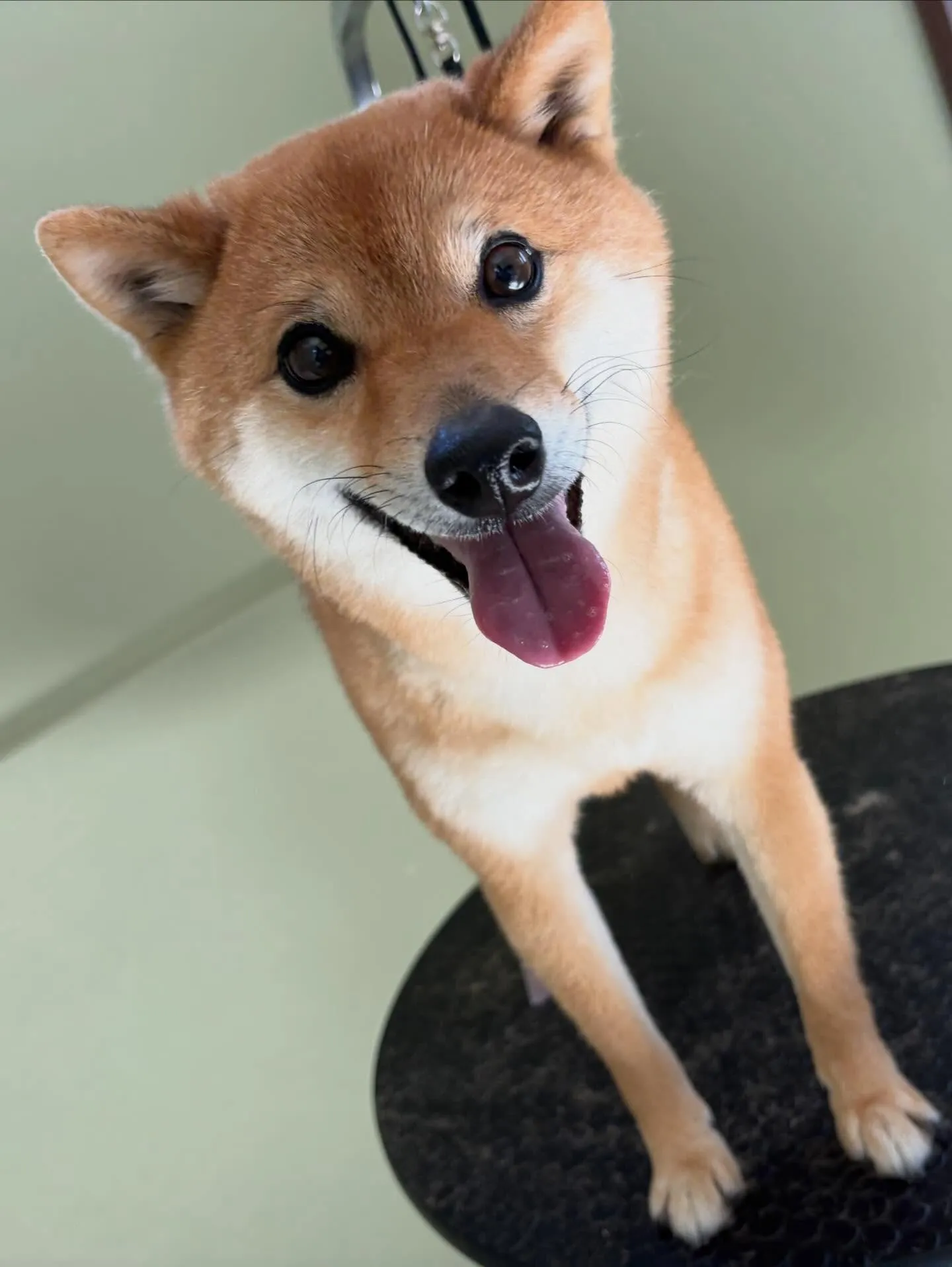 先月アップしきれなかったわんこたちです🎶